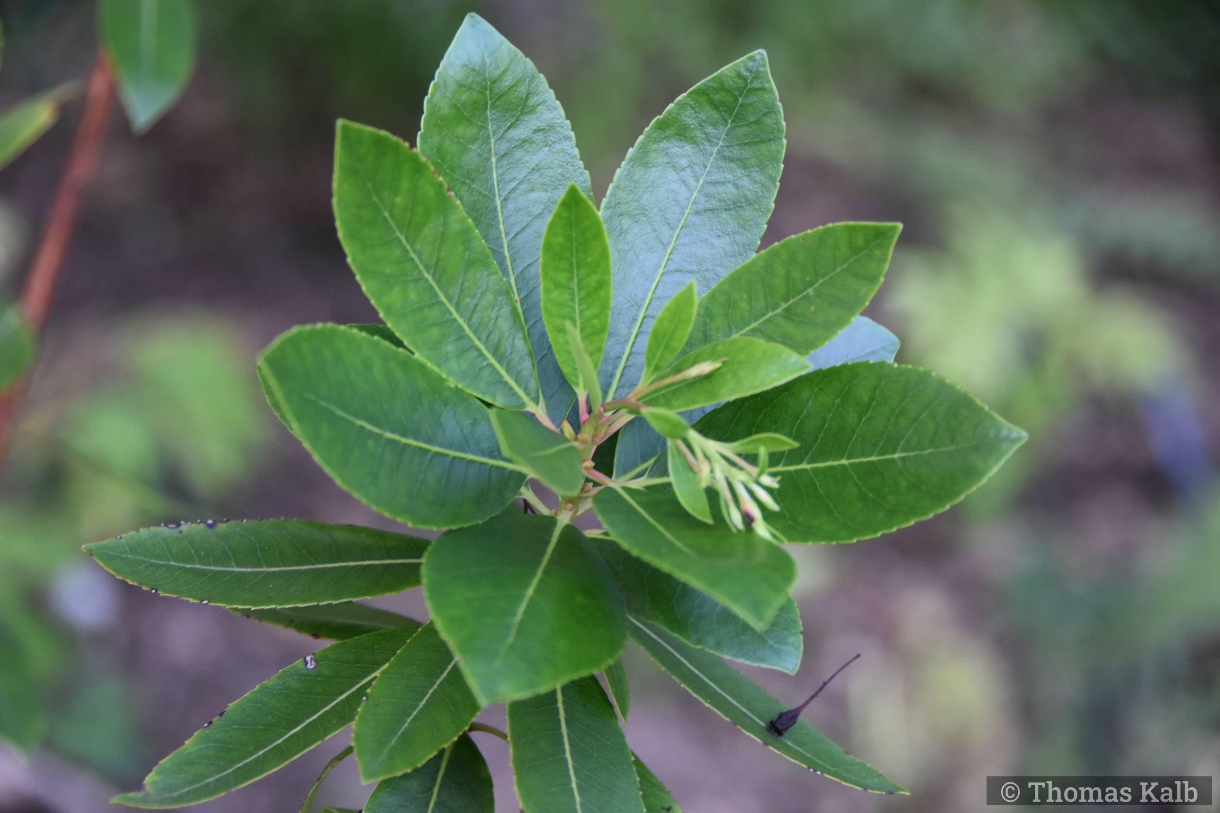 Arbutus x andrachnoides