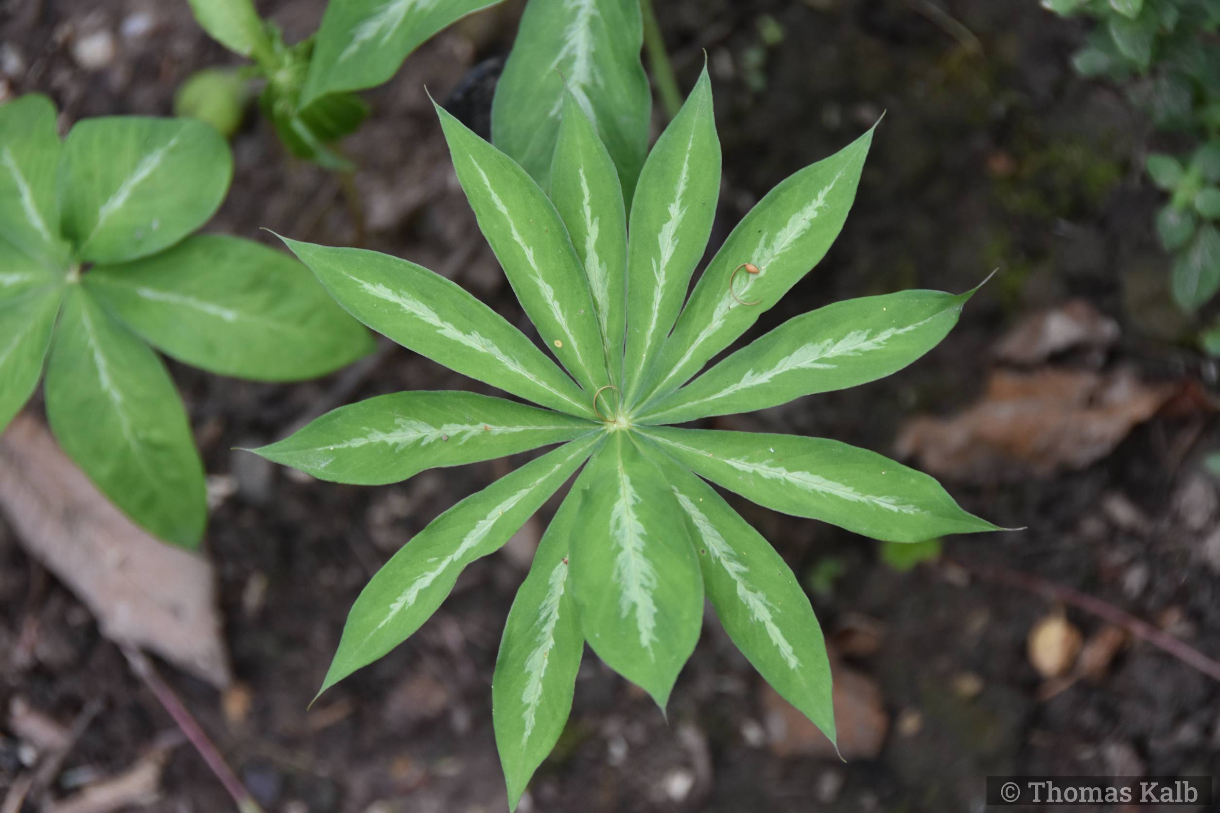 Arisaema consanguineum – Sämlinge