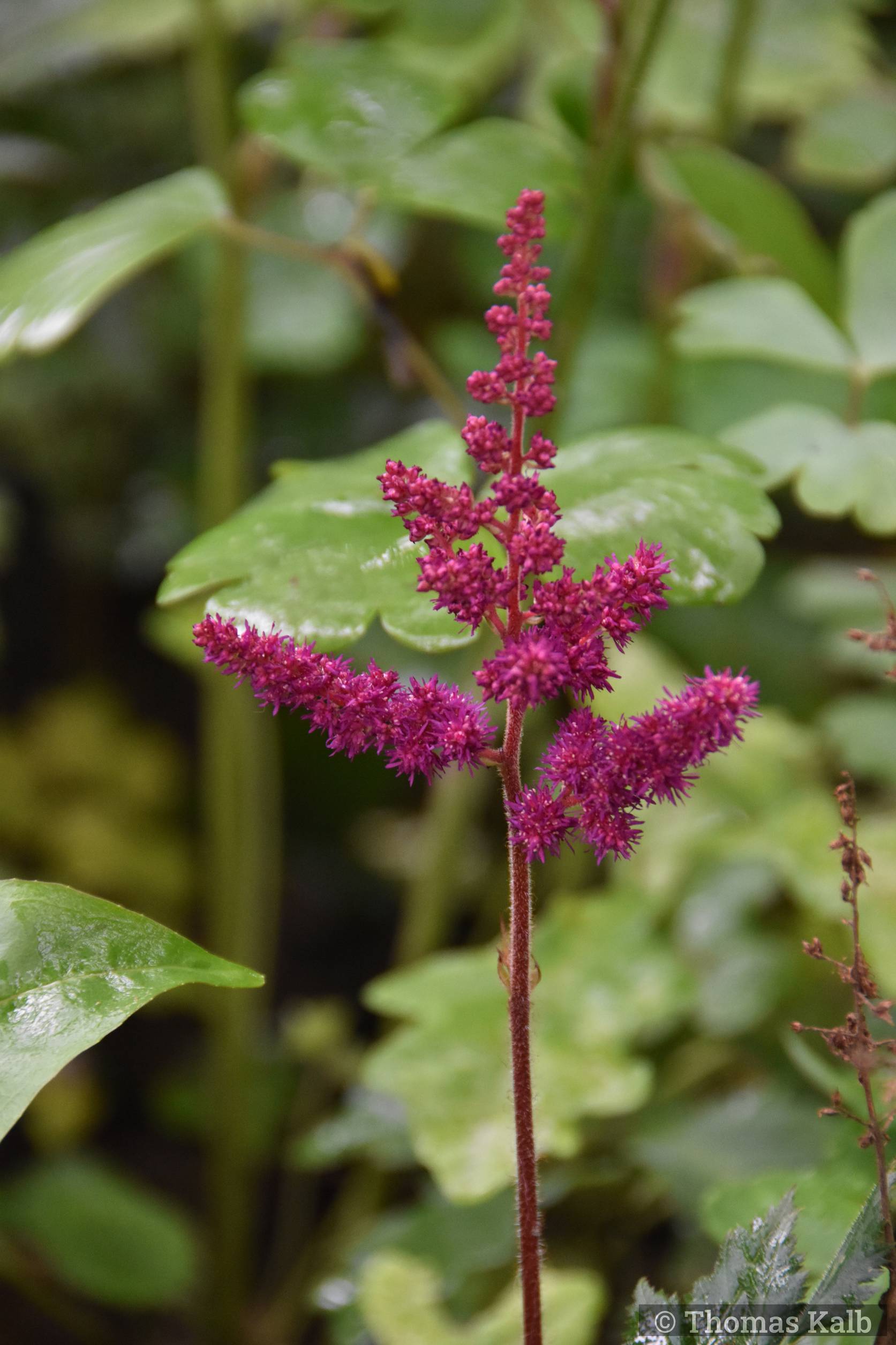 Astilbe chinensis ’Visions in Red’
