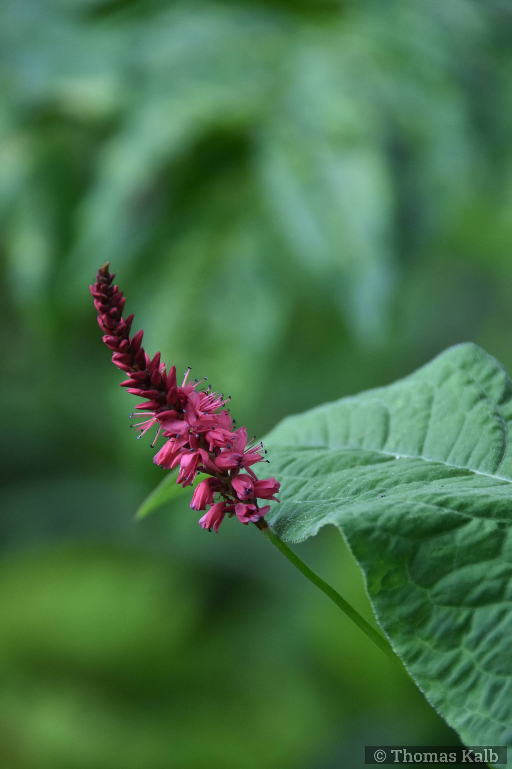Bistorta amplexicaulis ’J. S. Calor’