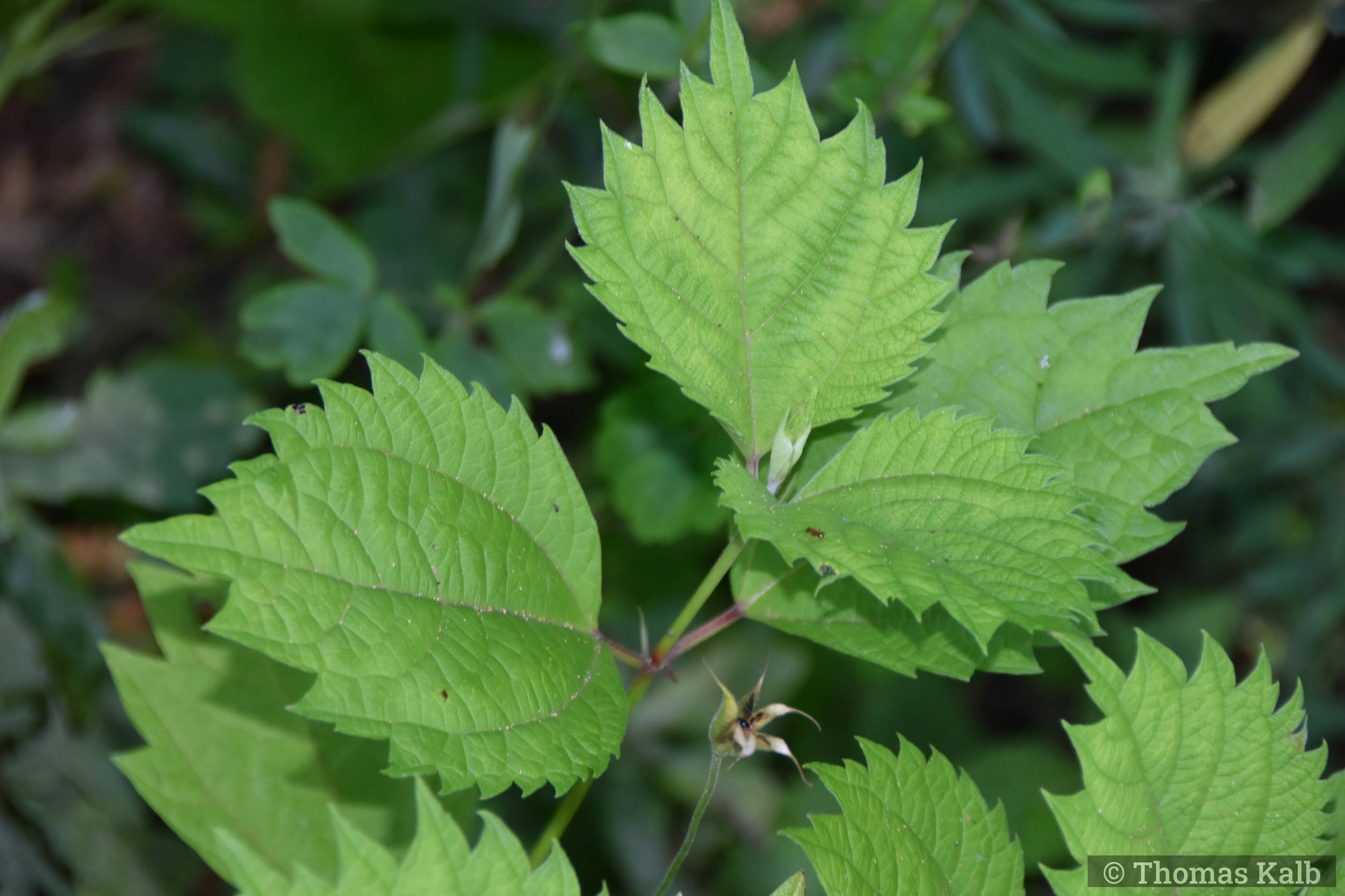Boehmeria japonica (ex Vert’Tige)