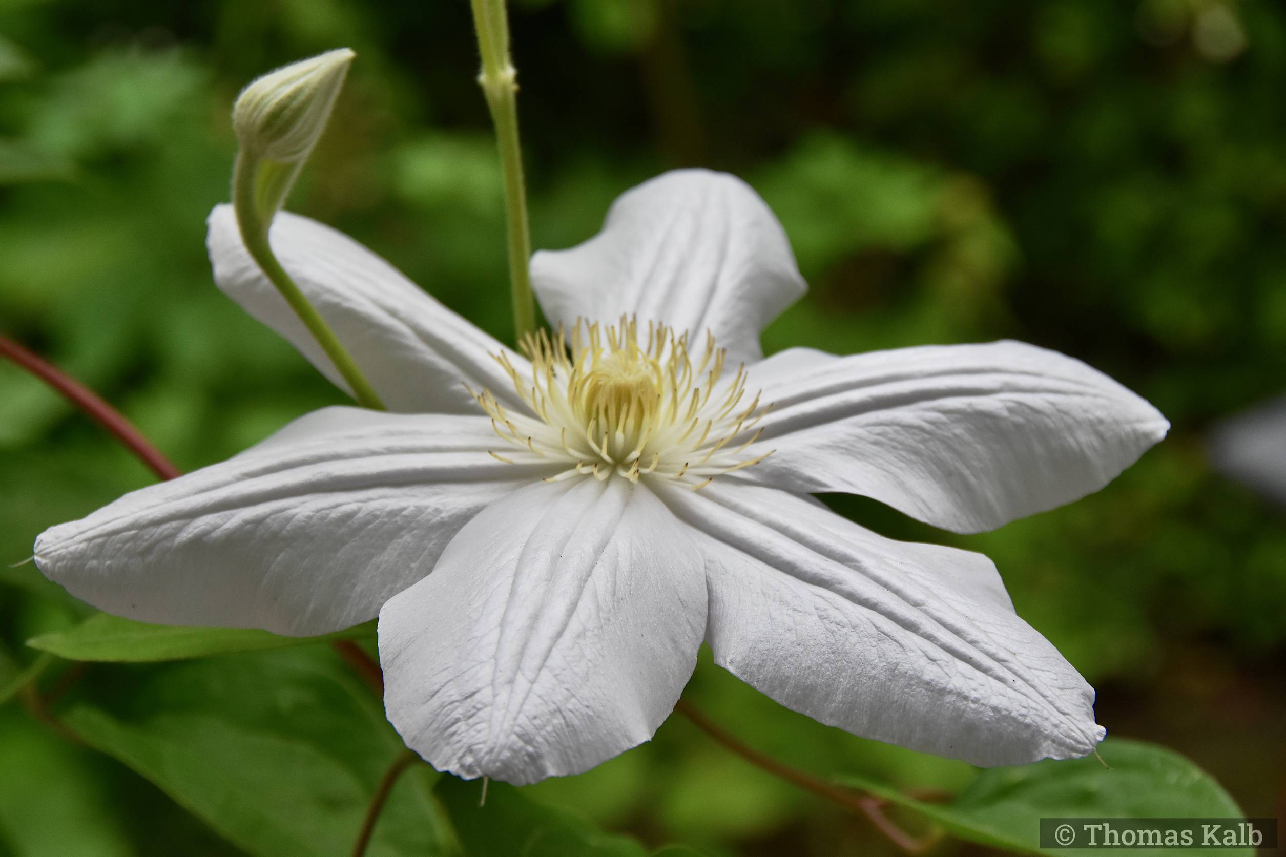 Clematis ‚Madame Le Coultre‘
