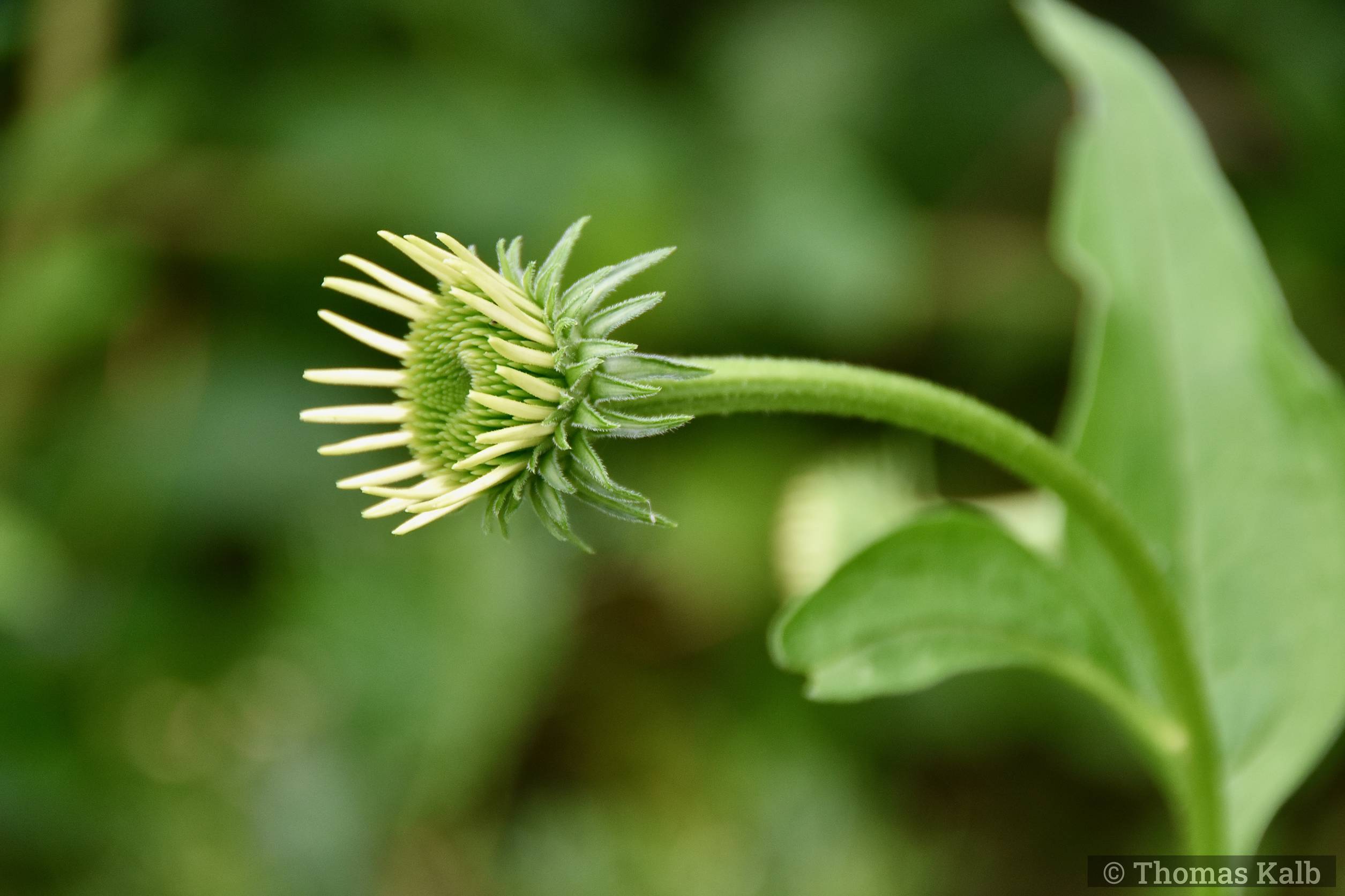 Echinacea ’Green Juwel’