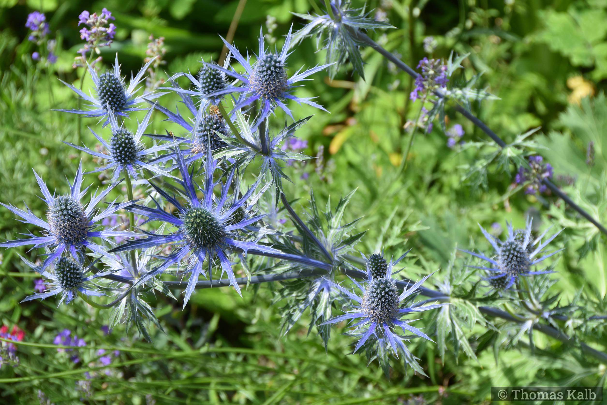 Eryngium x zabellii ’Big Blue’