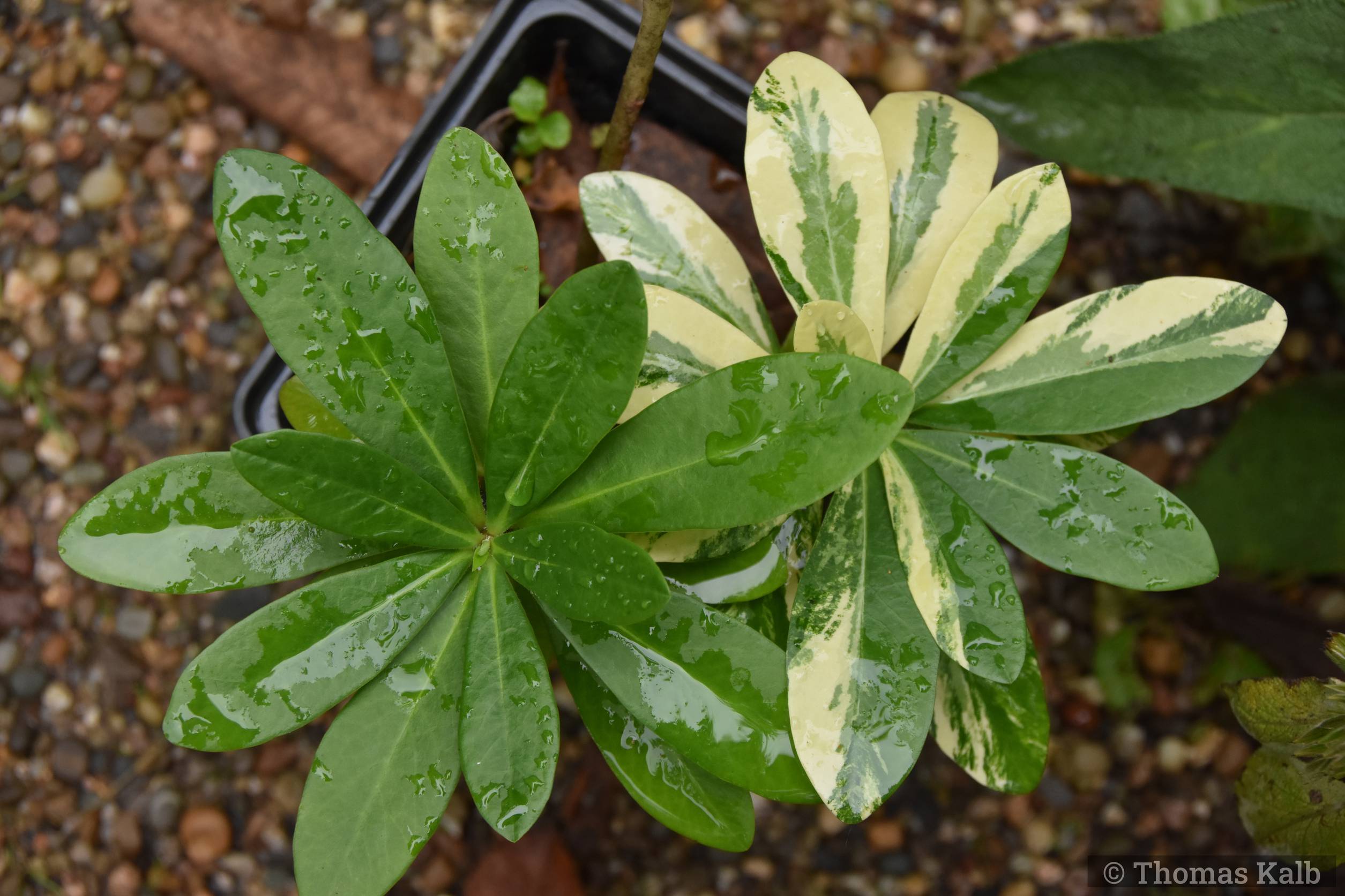 Euphorbia amygdaloides var. robbiae