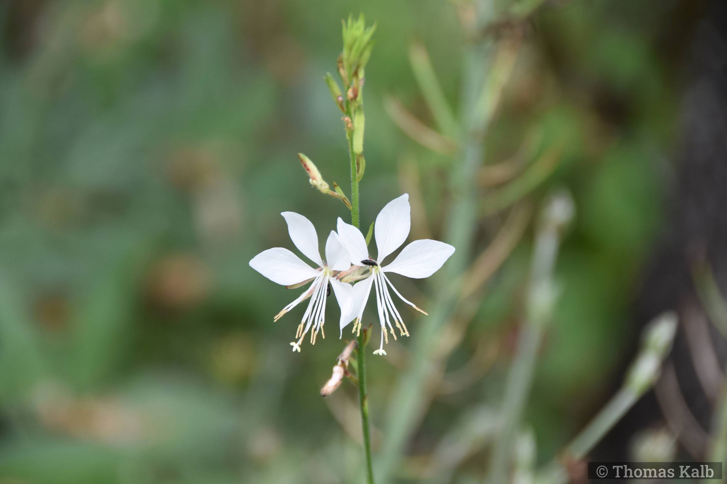 Gaura lindheimeri ’Whirling Butterflies’