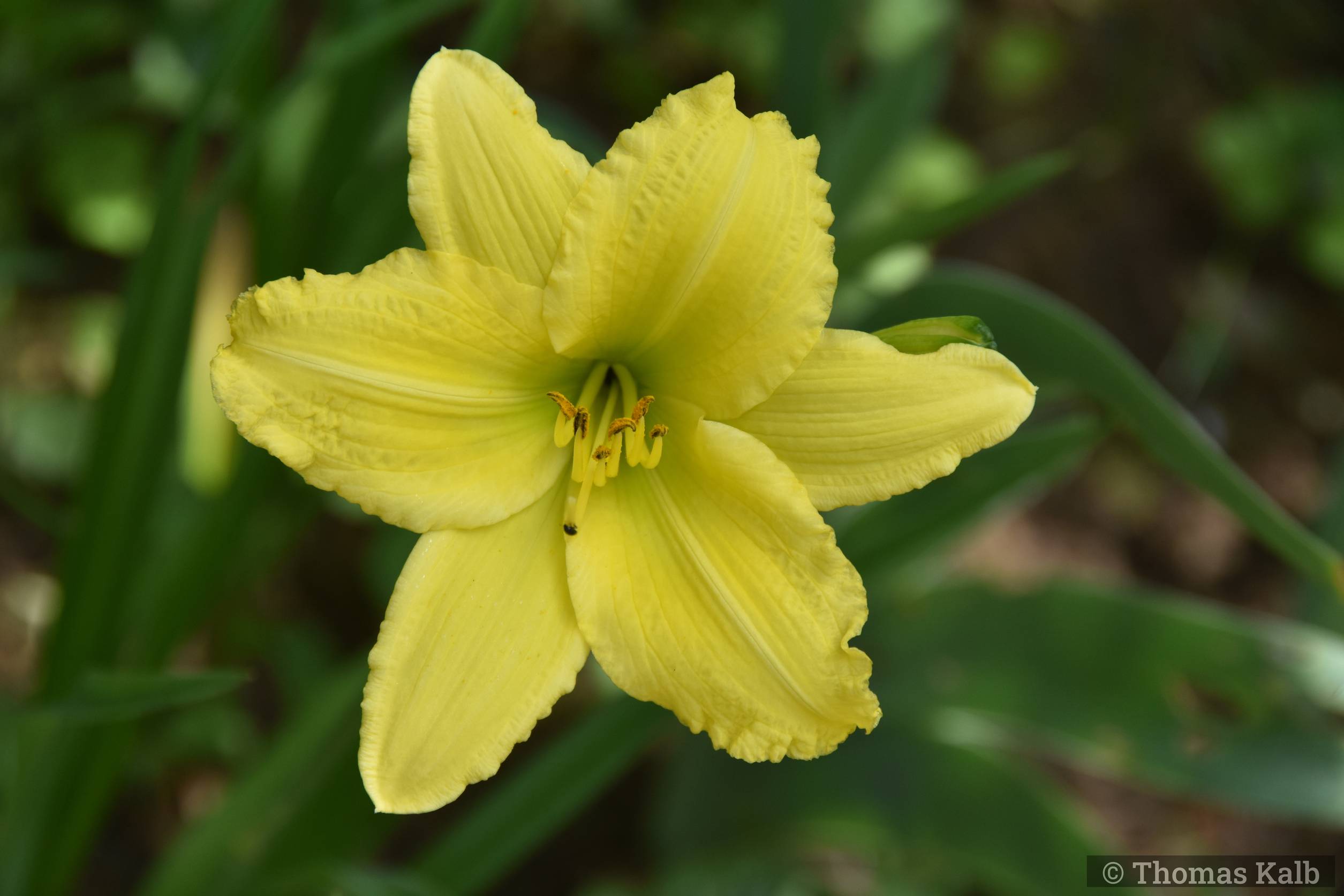 Hemerocallis ‚Green Flutter‘