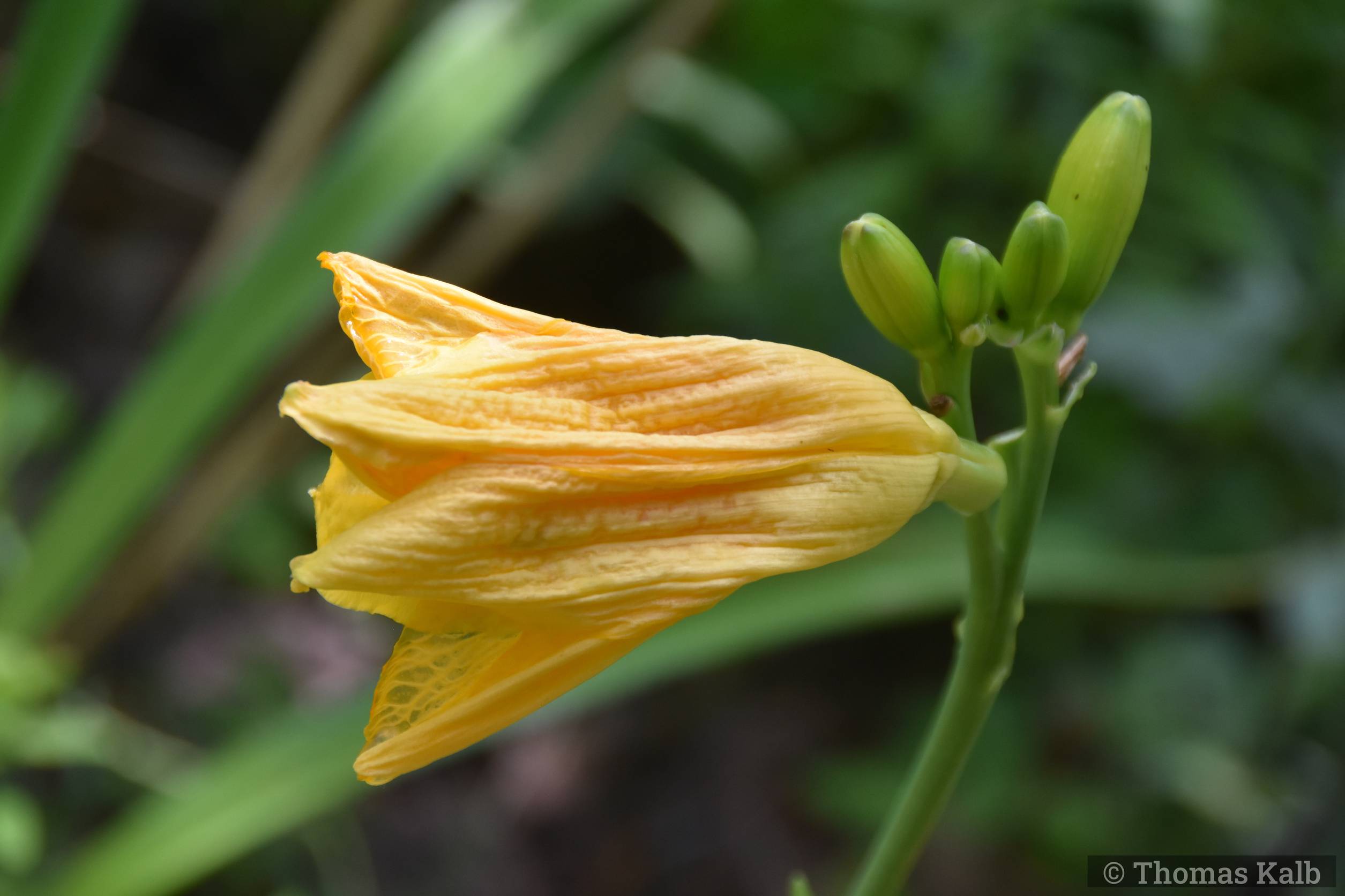 Hemerocallis ‚Let’s Pretend‘
