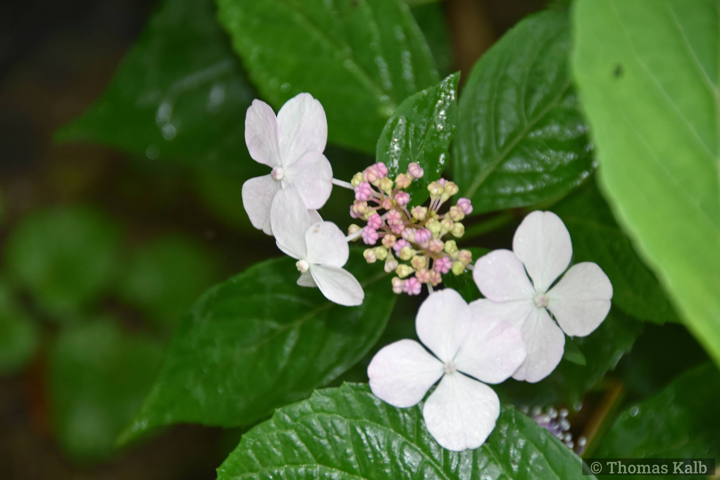 Hydrangea serrata ’Bluebird’