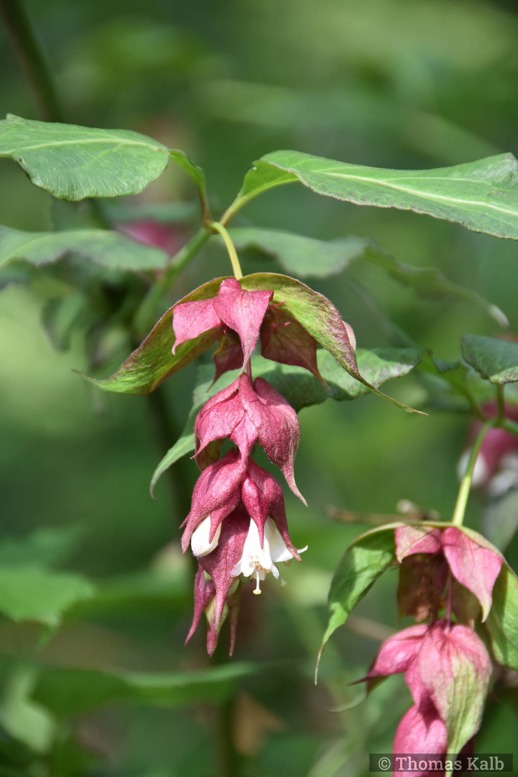 Leycesteria formosa