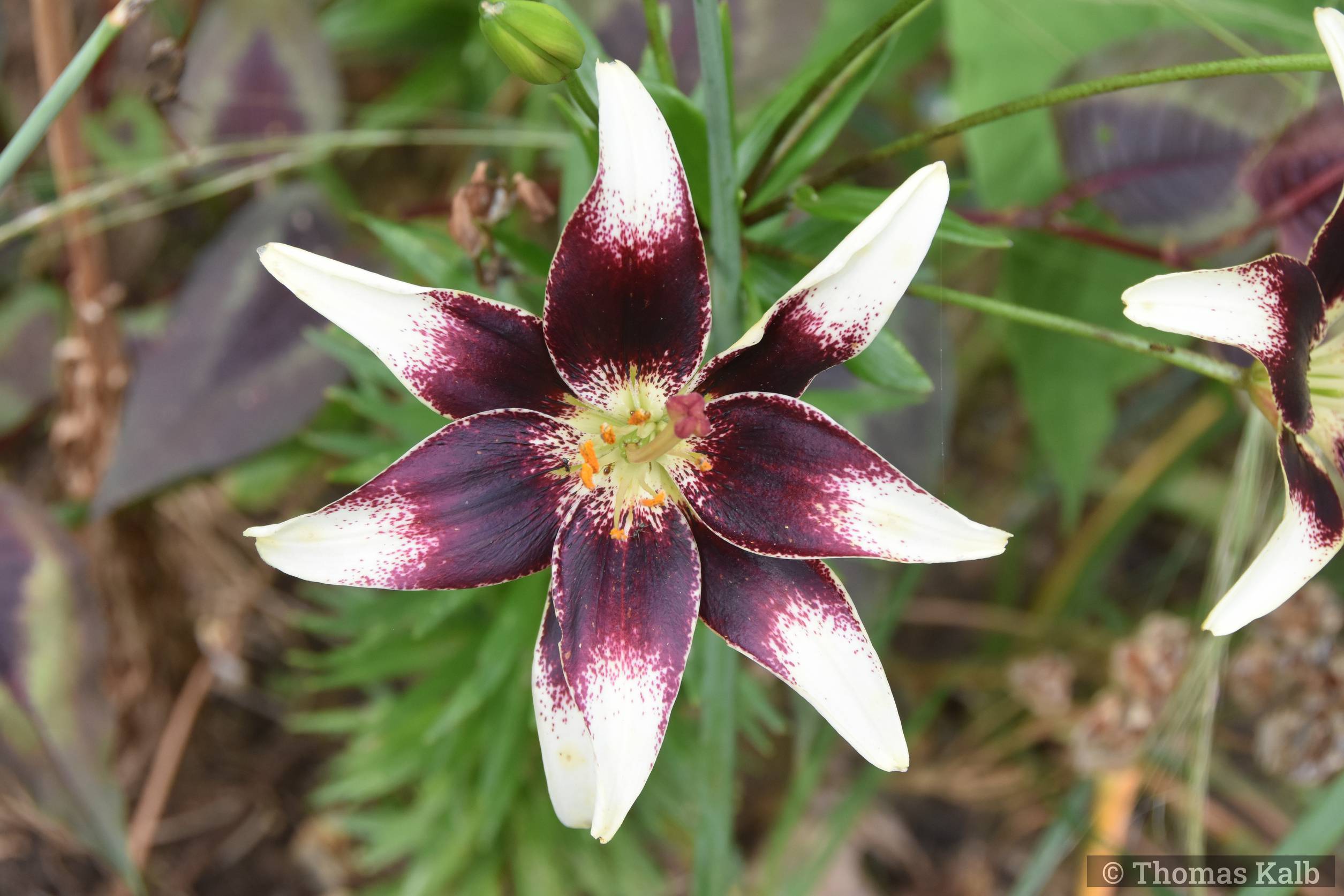 Lilium ‚Netty’s Pride‘
