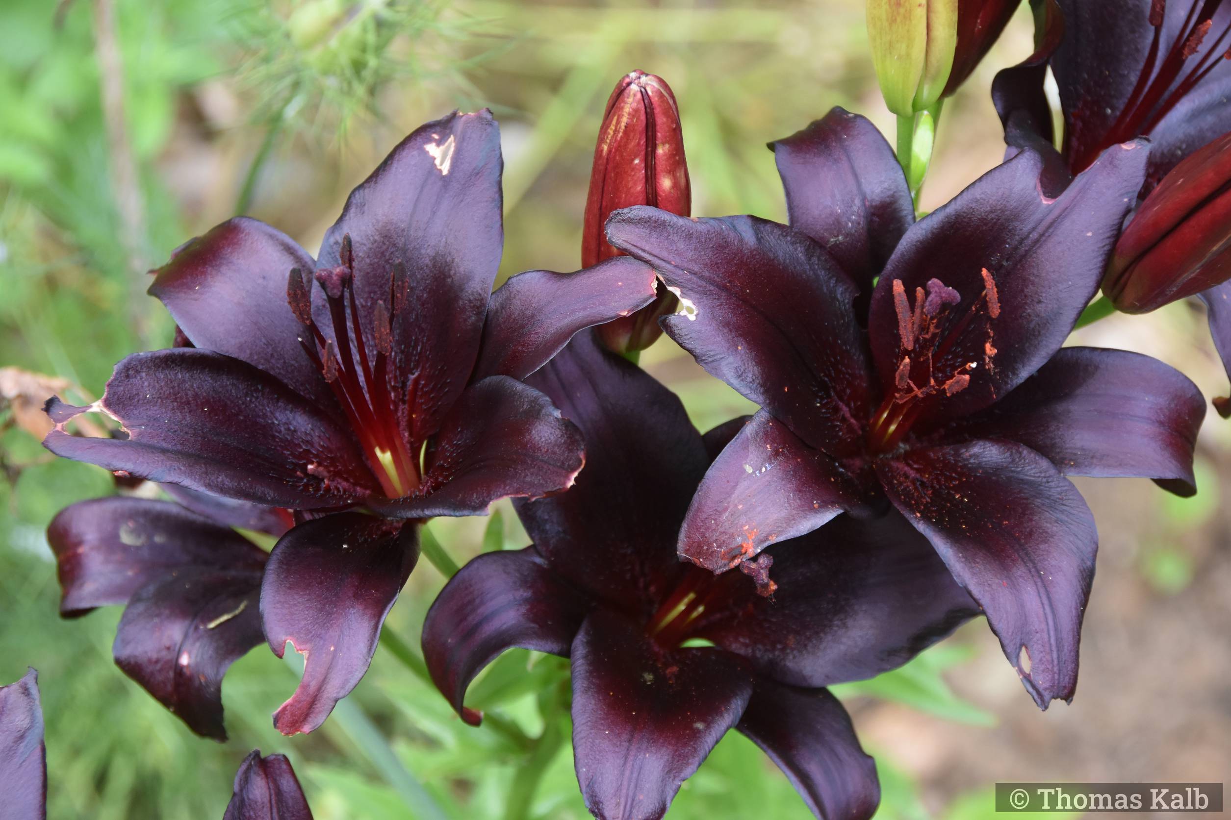 Lilium ‚Nightrider‘