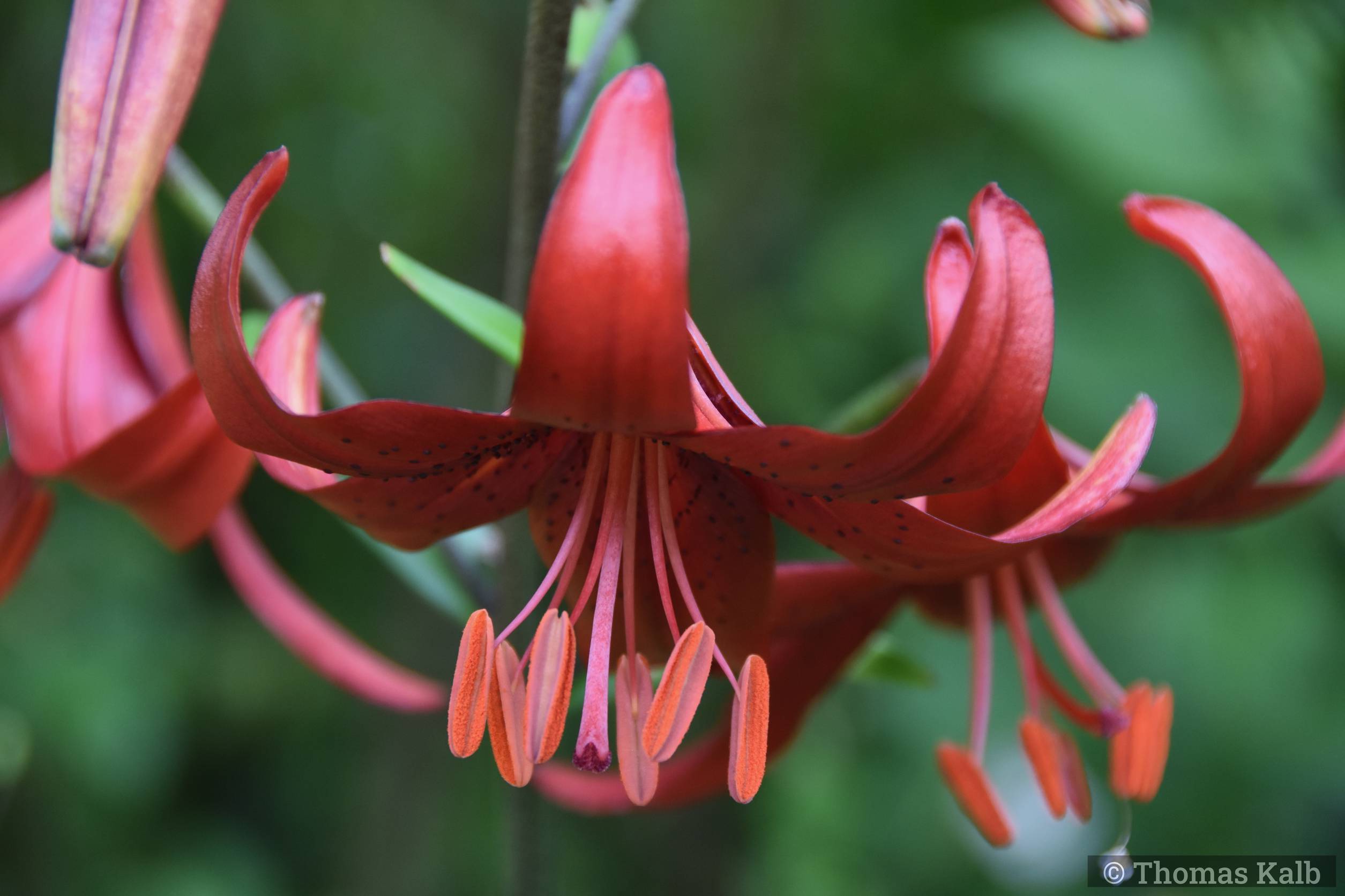 Hemerocallis ’Berlin Red Velvet’