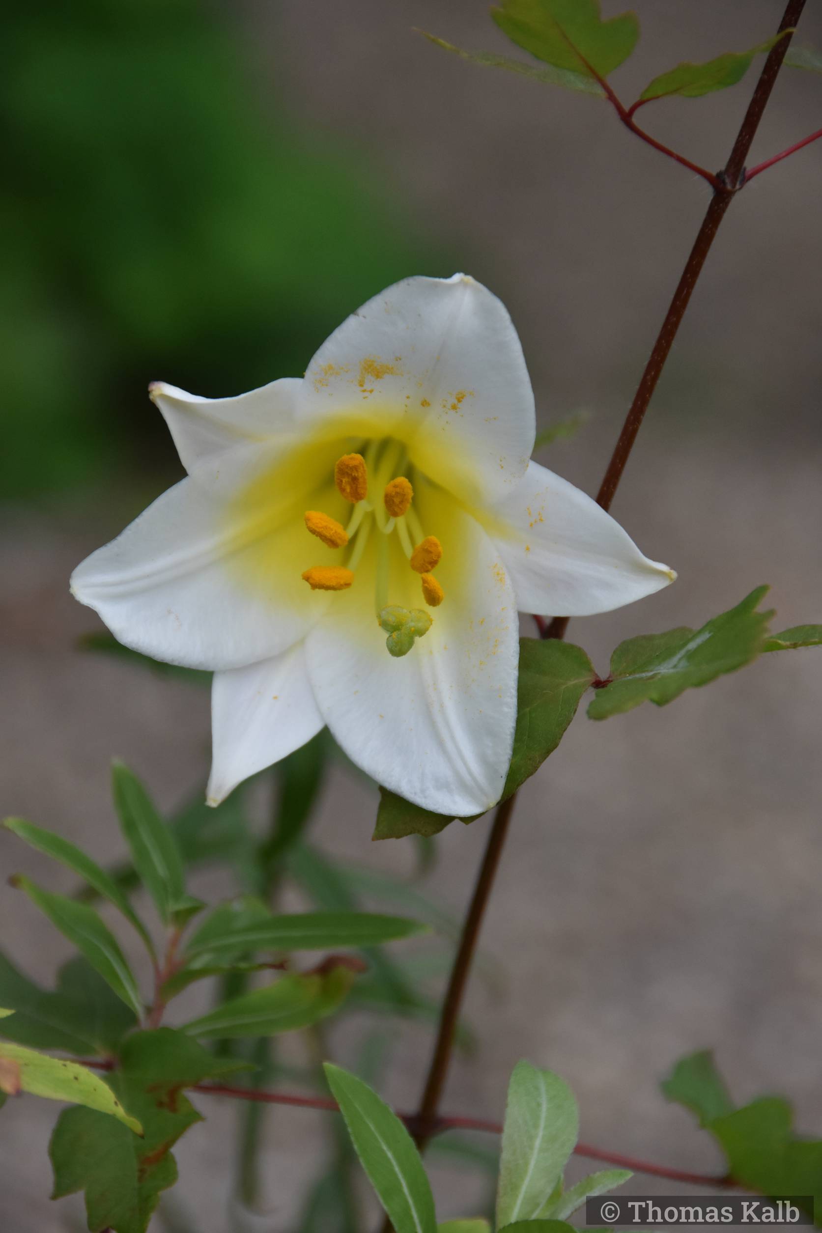 Lilium regale