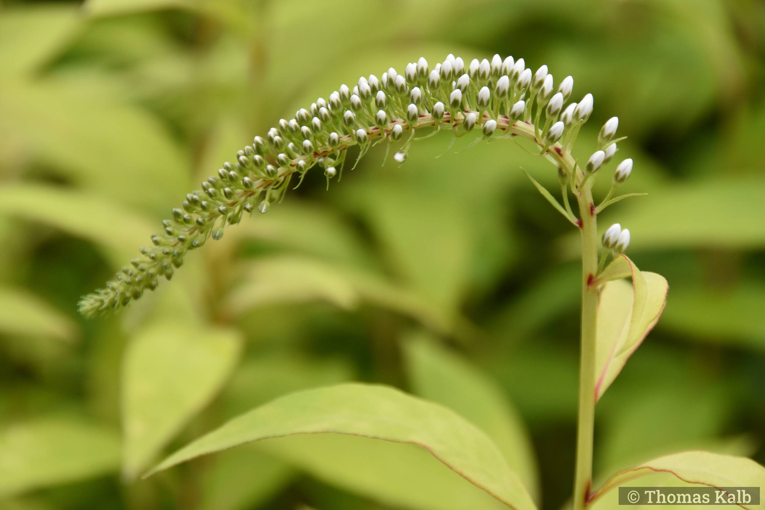 Lysimachia clethroides
