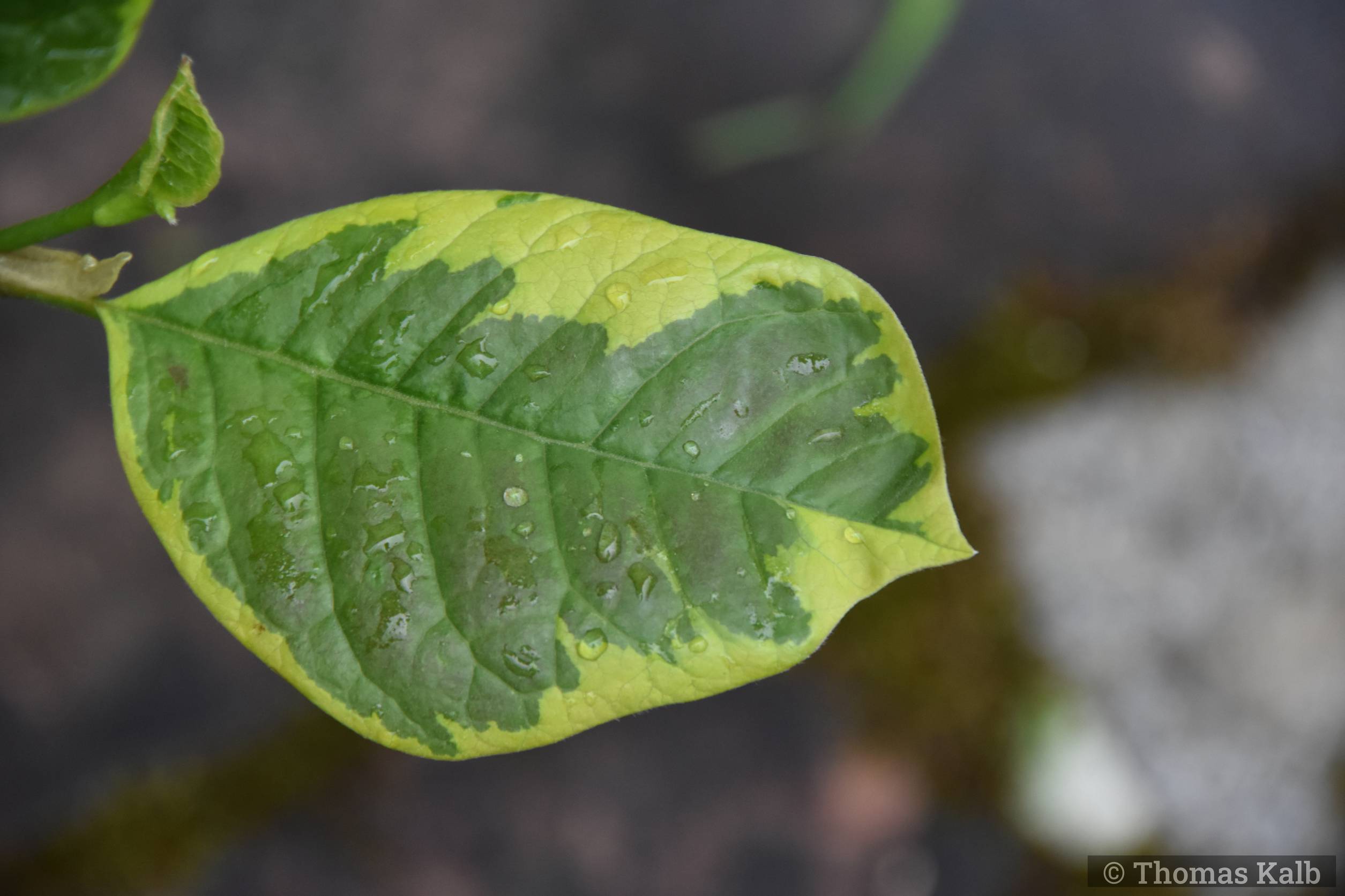 Magnolia ‚Fancy Dude‘
