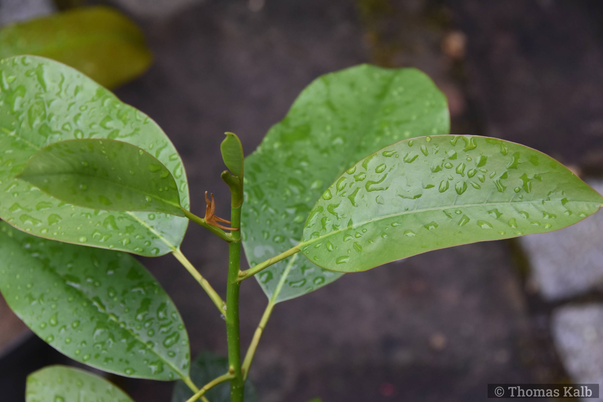 Magnolia ‚Pink Moon‘