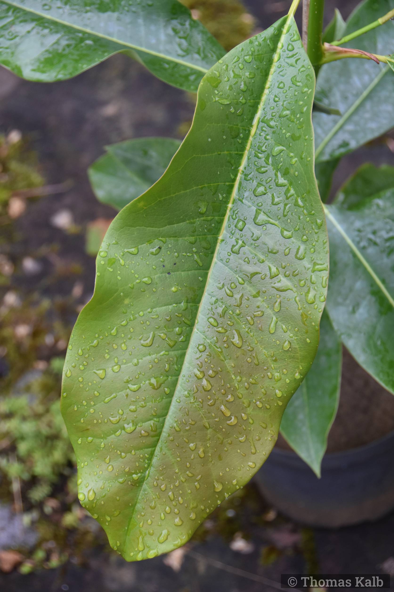 Magnolia ‚Silk Road‘ x insignis ‚Anita Figlar‘