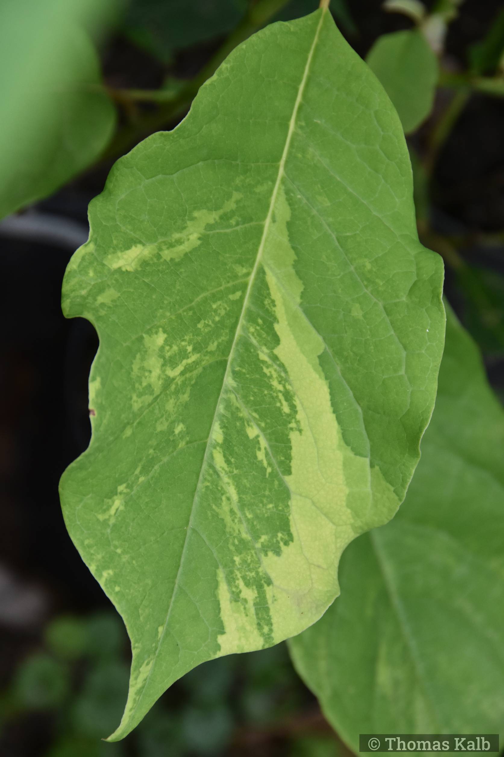 Magnolia ‚Vairano‘ – panaschiert