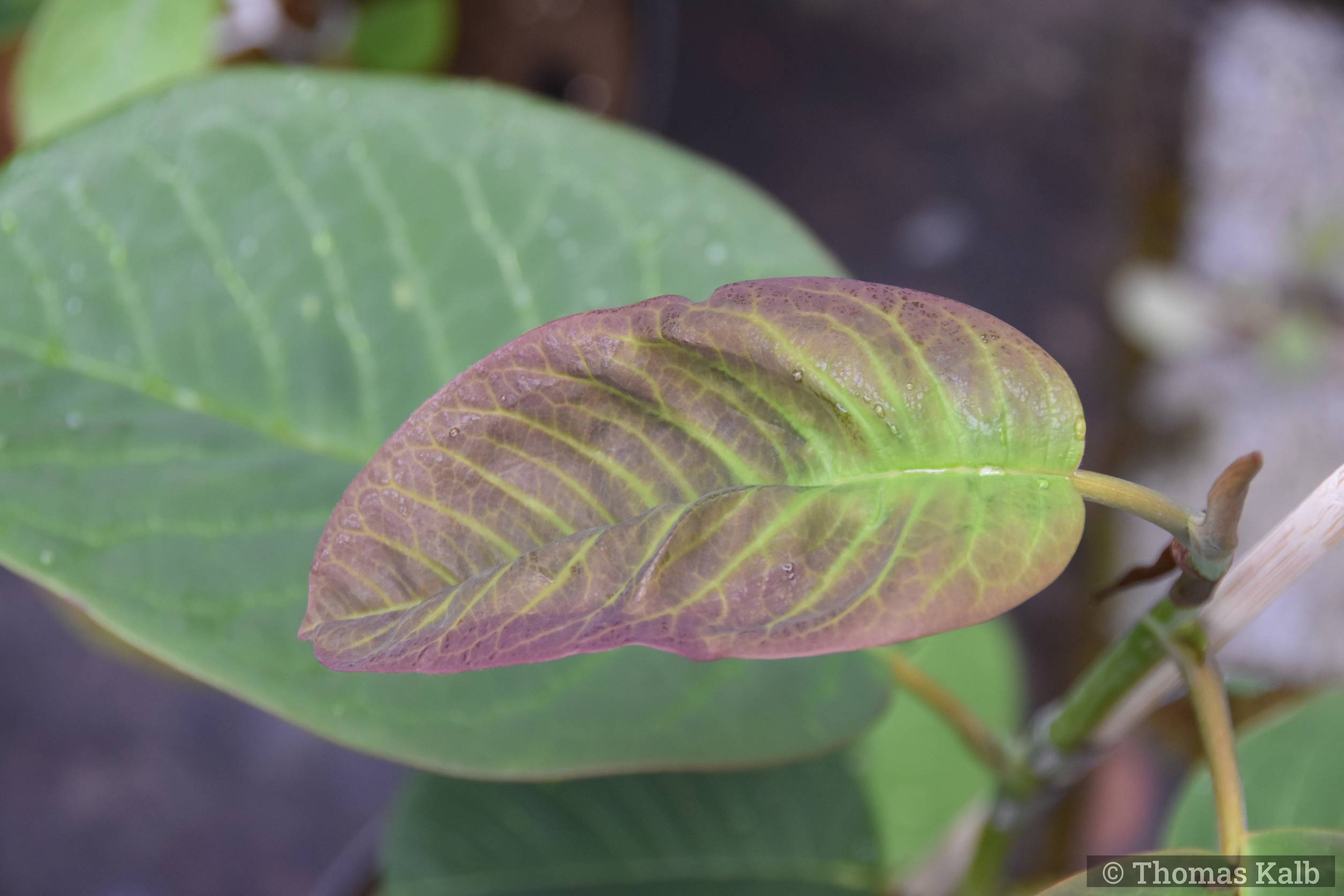 Magnolia campbellii ‚Dermot O’Neill‘