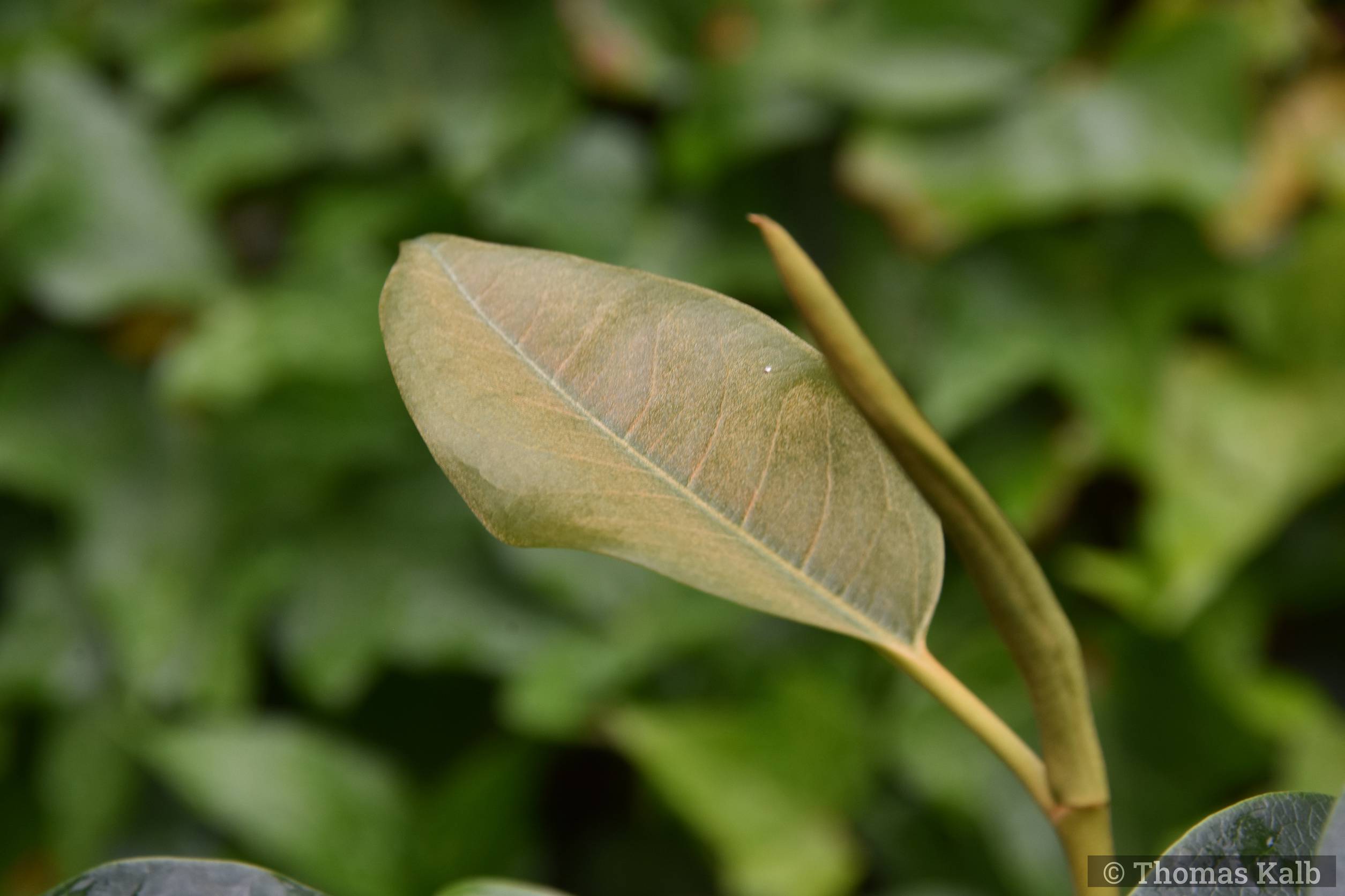 Magnolia cavaleriei (ex Thailand)