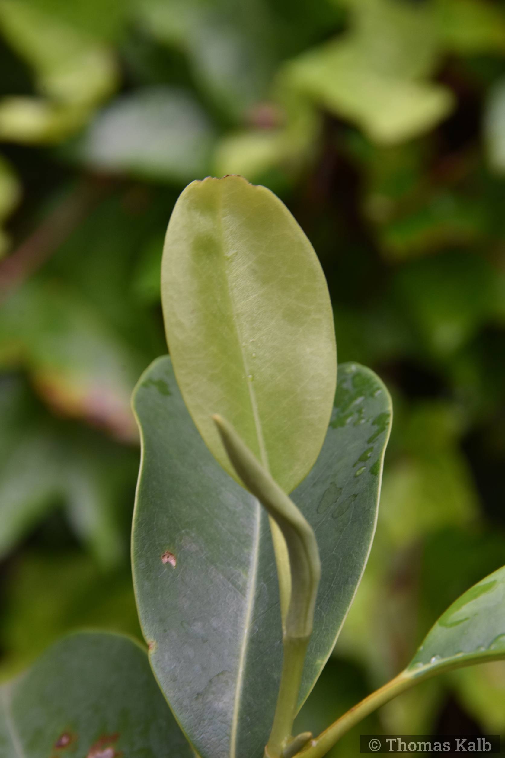 Magnolia cavaleriei var. platypetala ‚Snow Bouquet‘