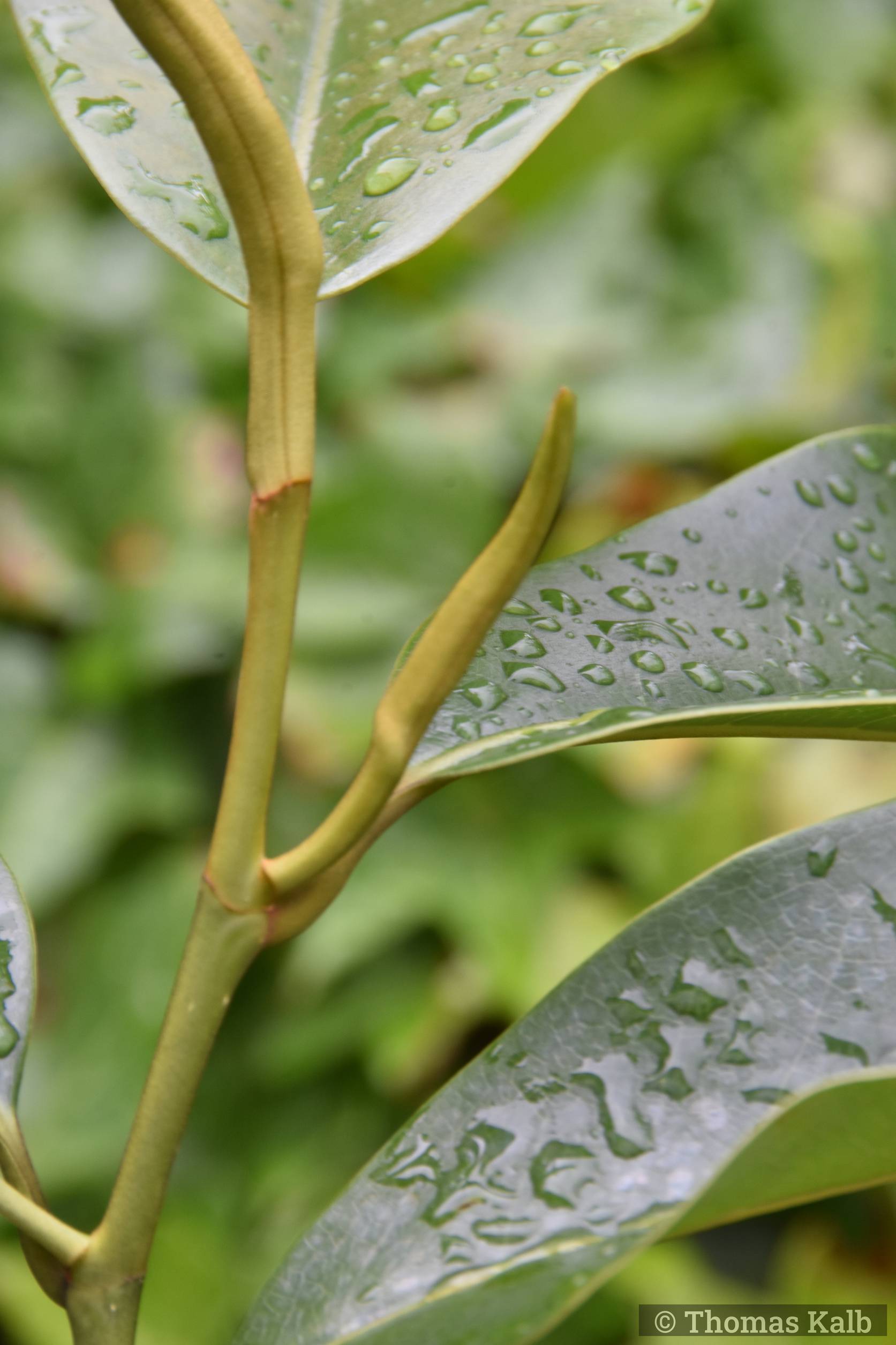 Magnolia cavaleriei var. platypetala (WES)