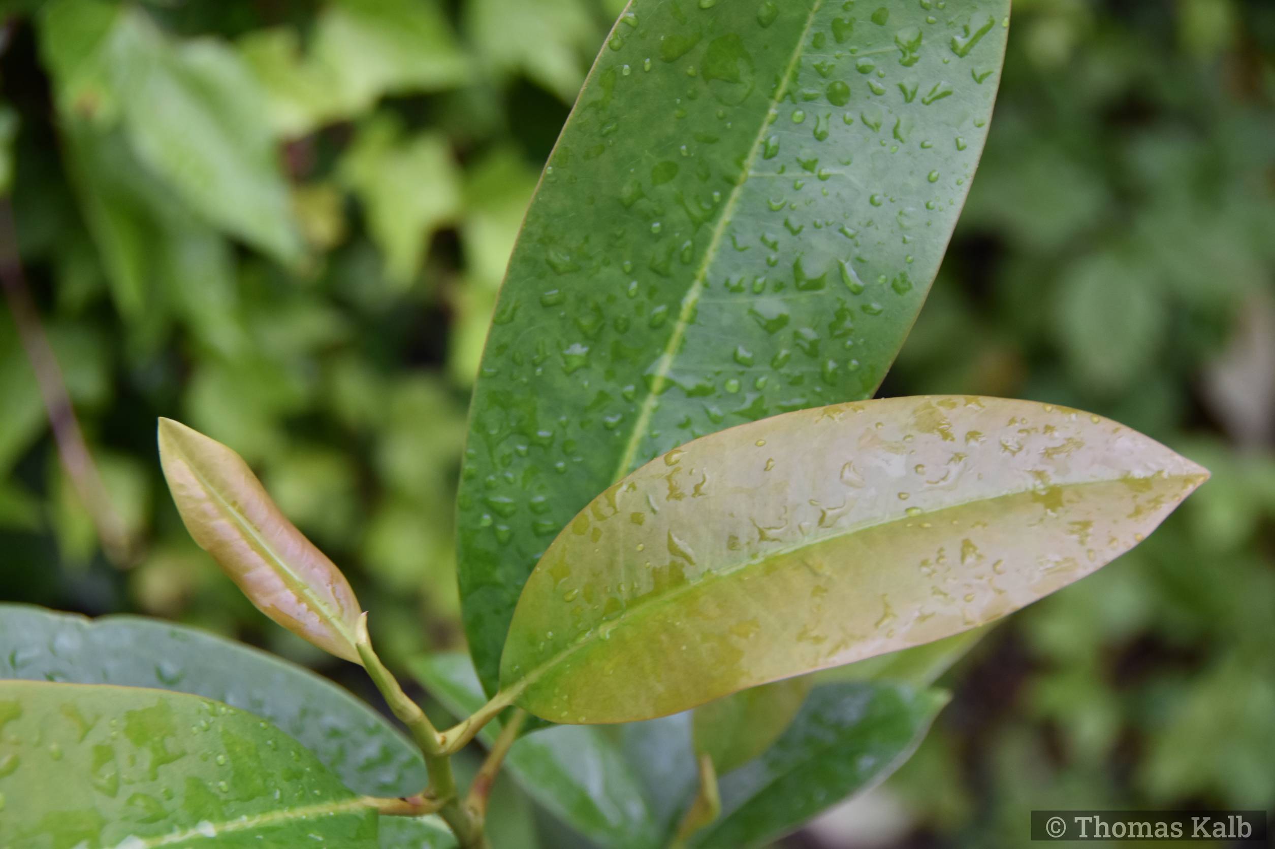 Magnolia conifera var. chingii (Shanghai)