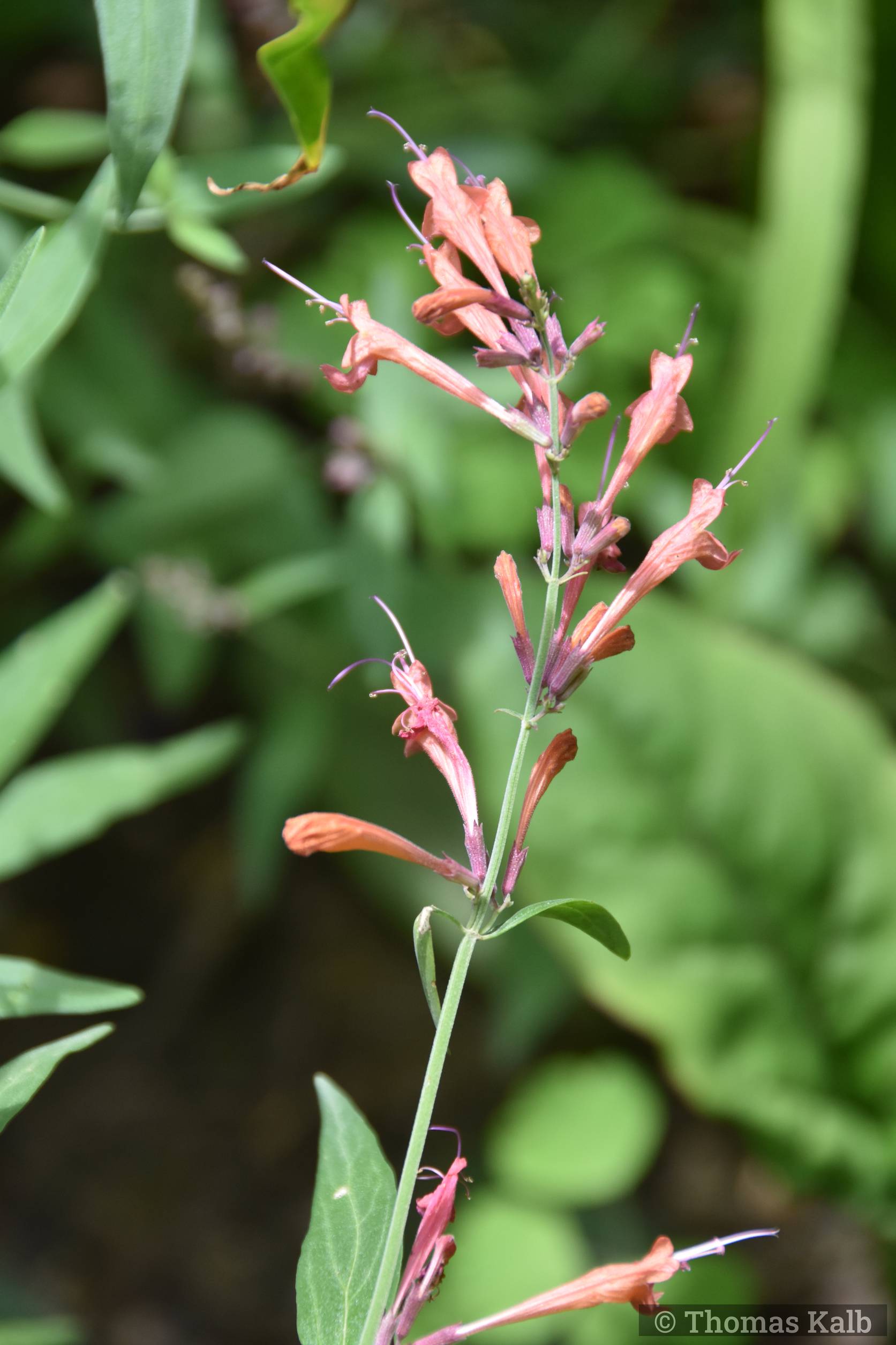 Agastache ‚Firebird‘