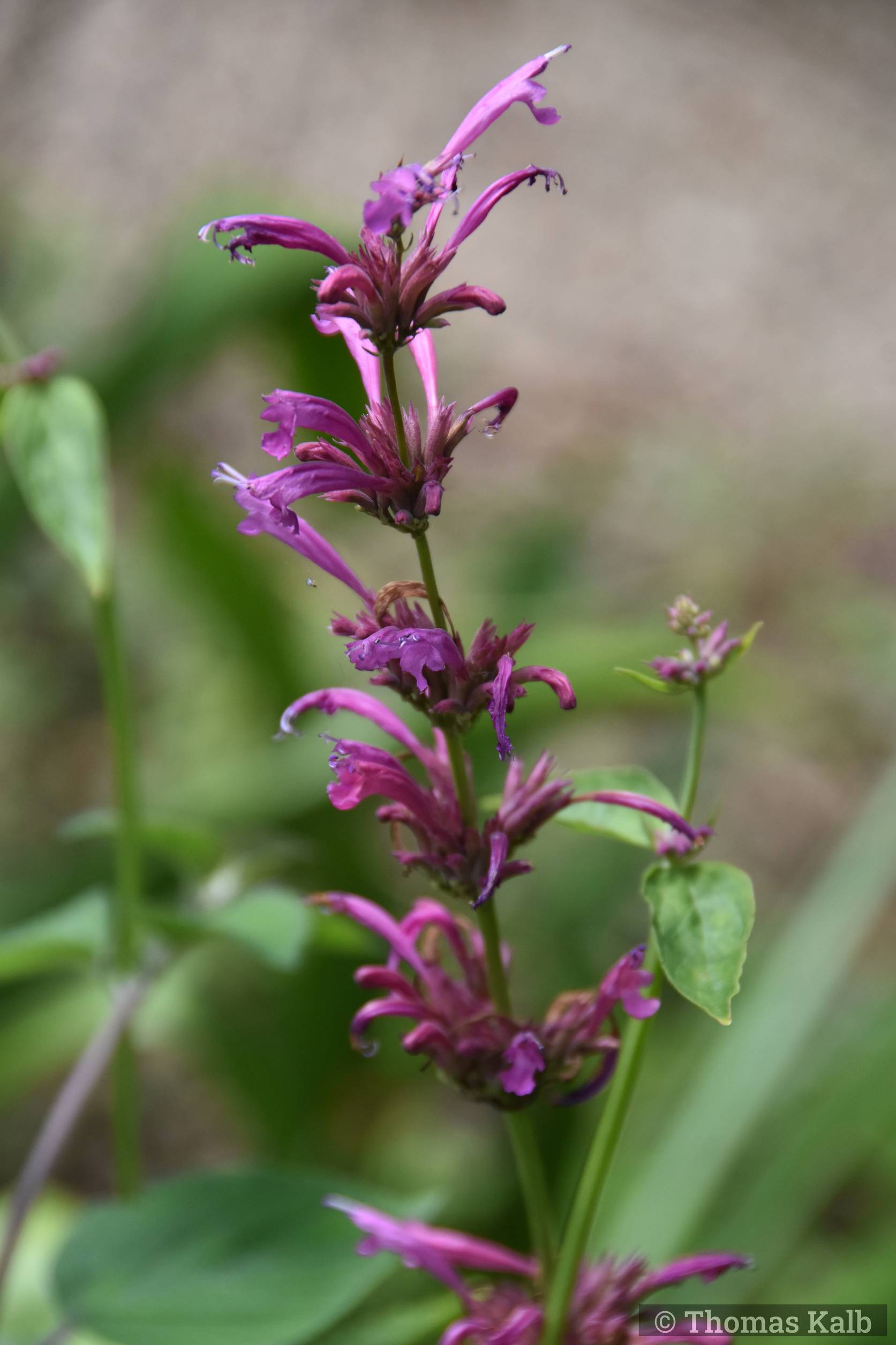 Agastache mexicana ‚Sangria‘
