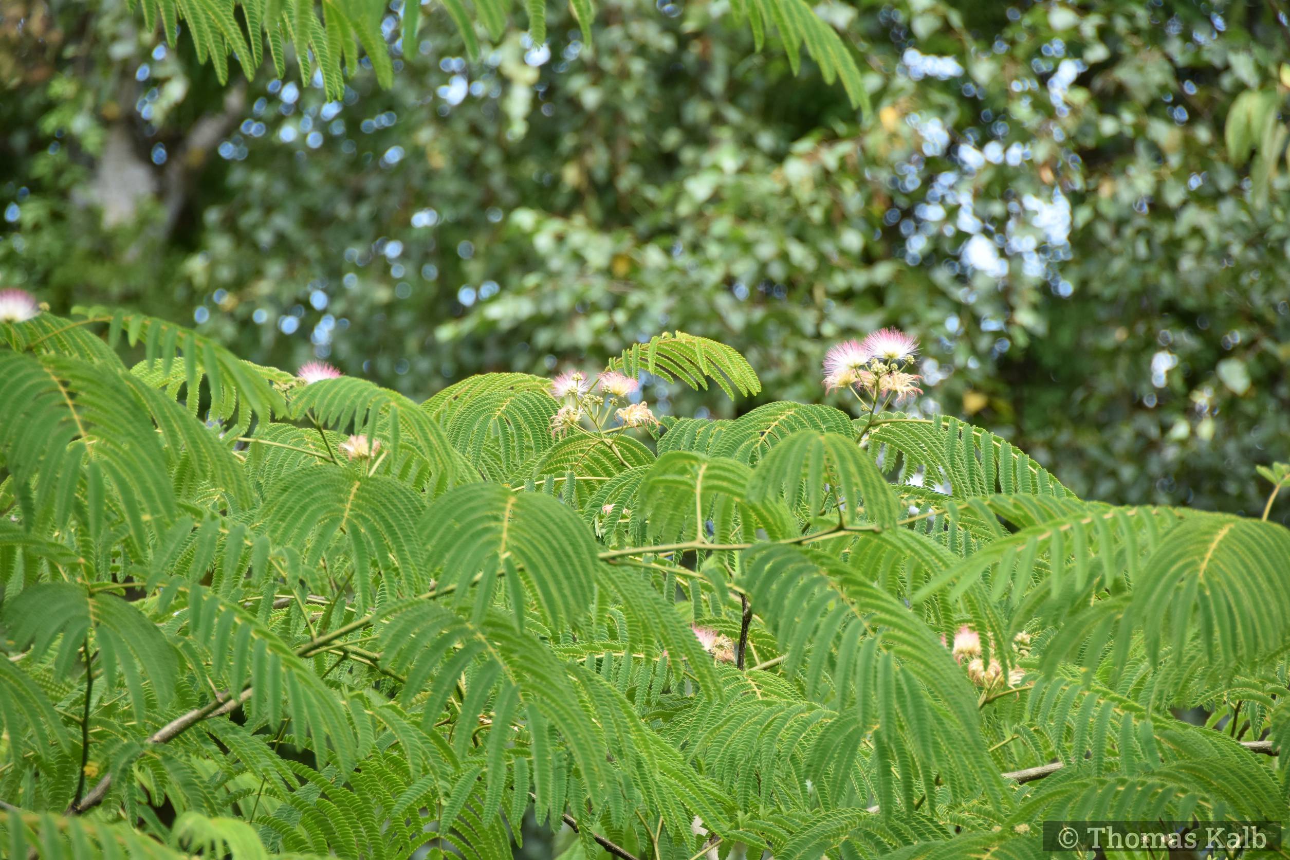 Albizia julibrissin