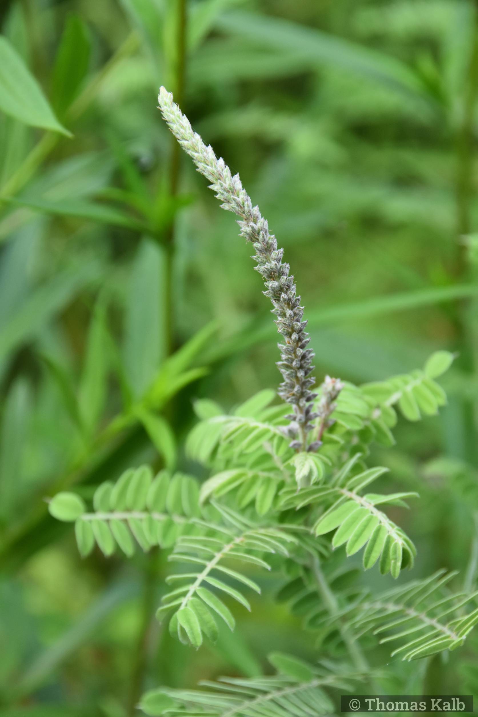 Amorpha canescens