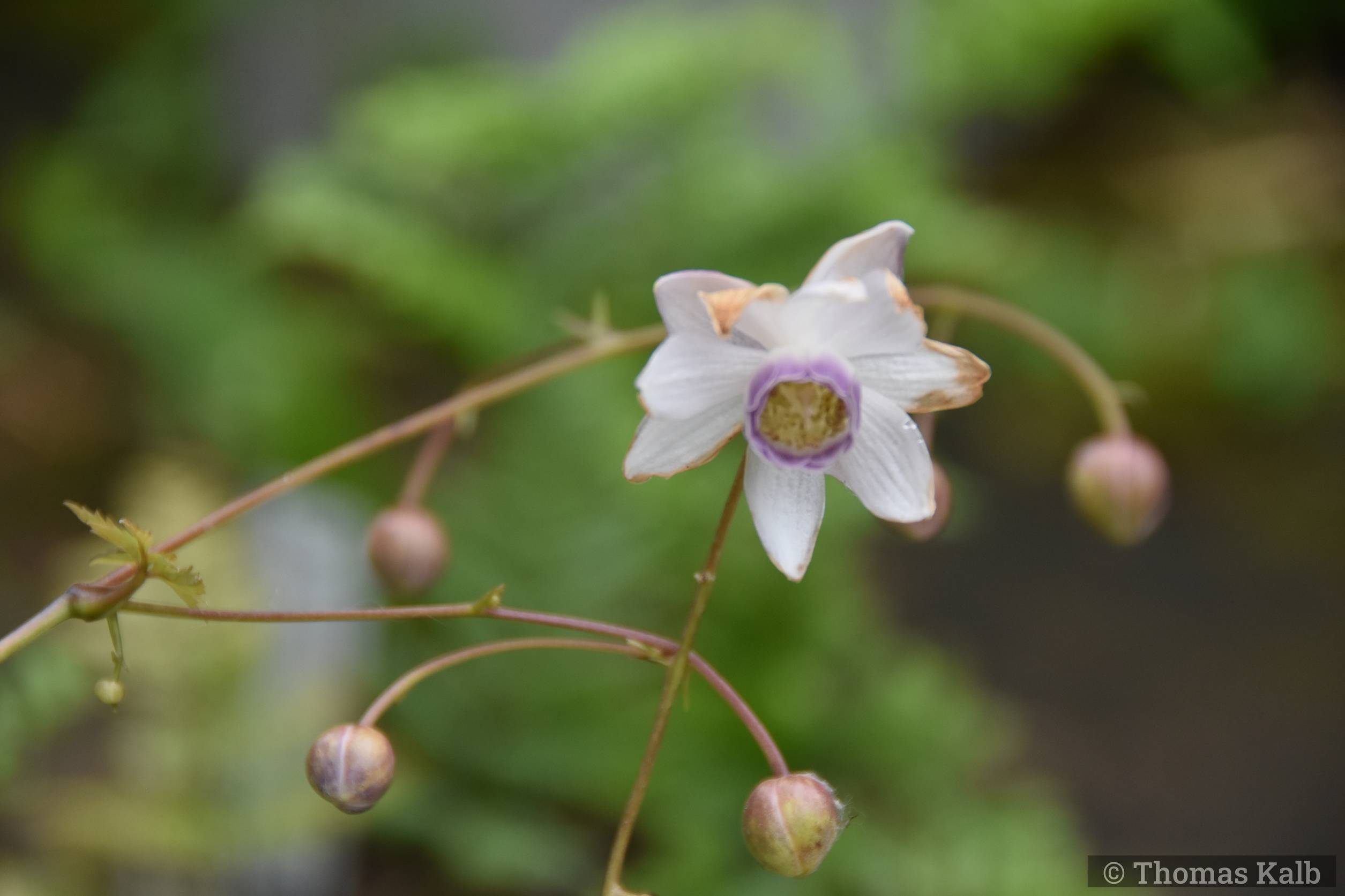 Anemonopsis macrophylla