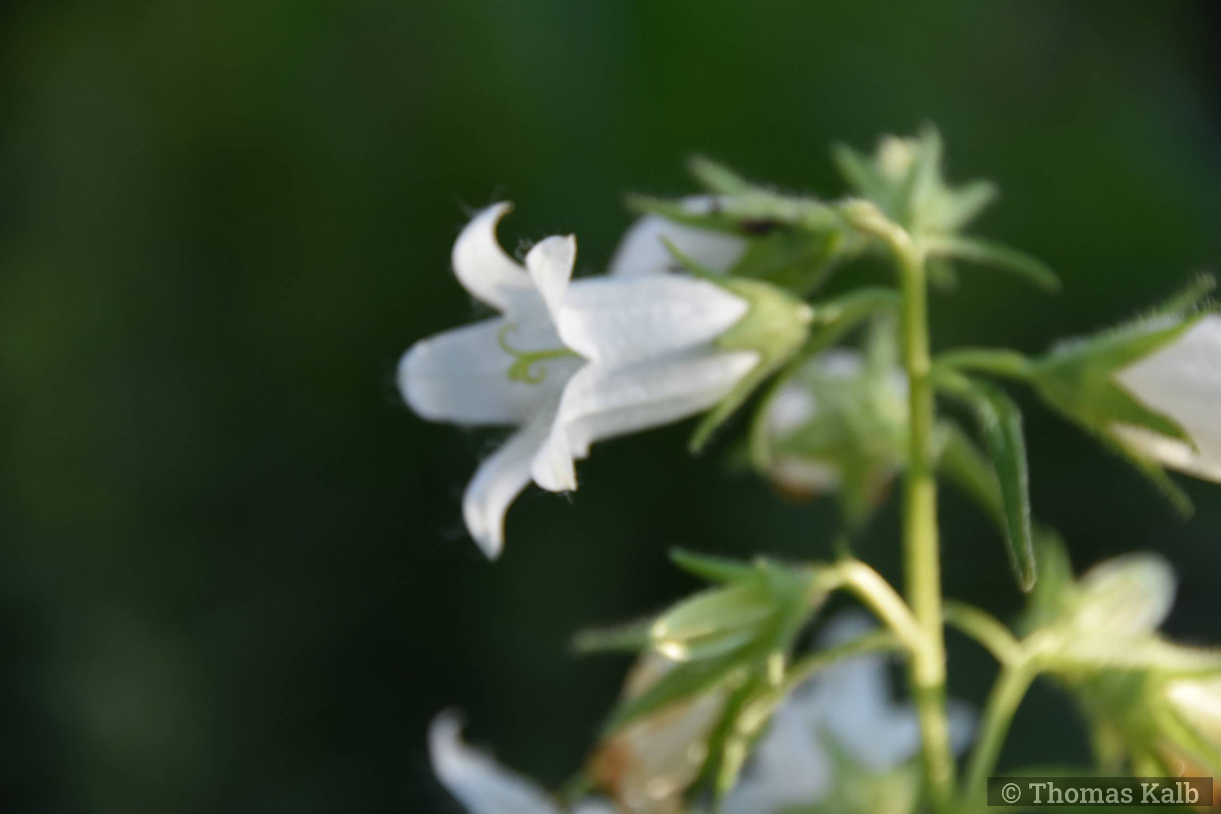 Campanula trachelium ‚Alba‘