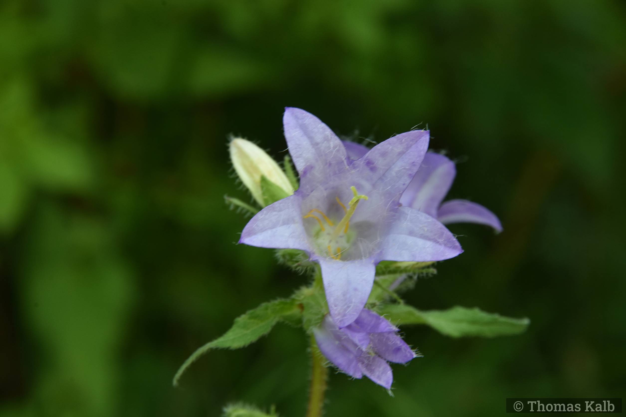 Campanula trachelium