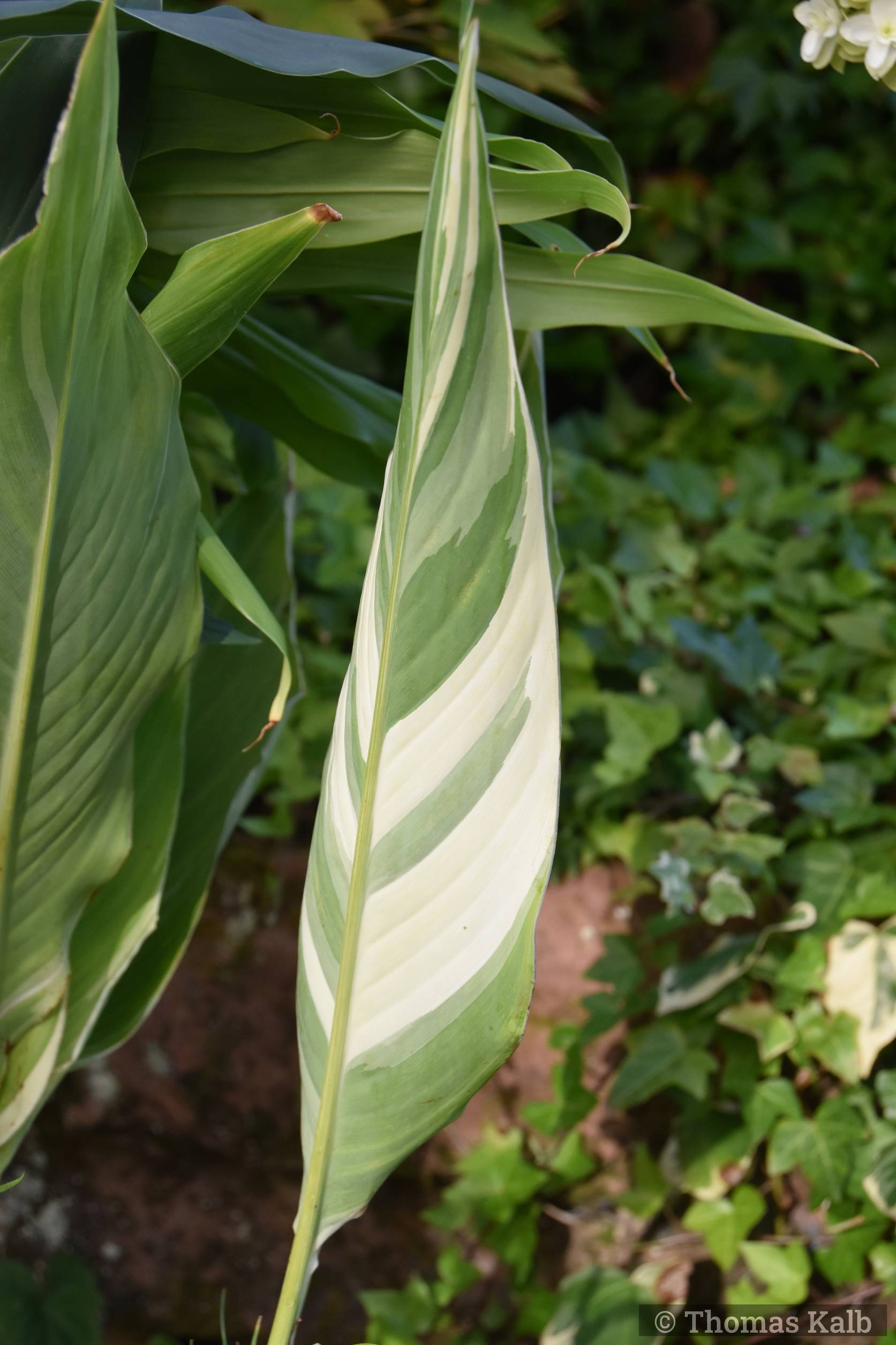 Canna indica ‚Stuttgart‘