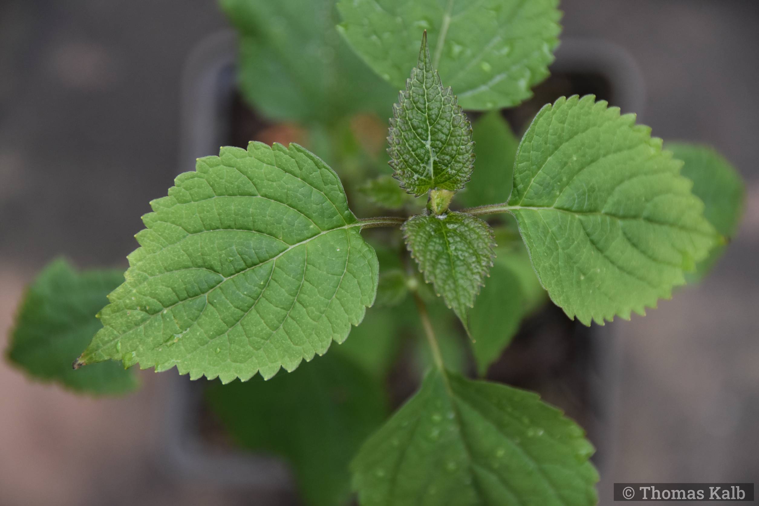 Caryopteris divaricata ‚Pink Form‘