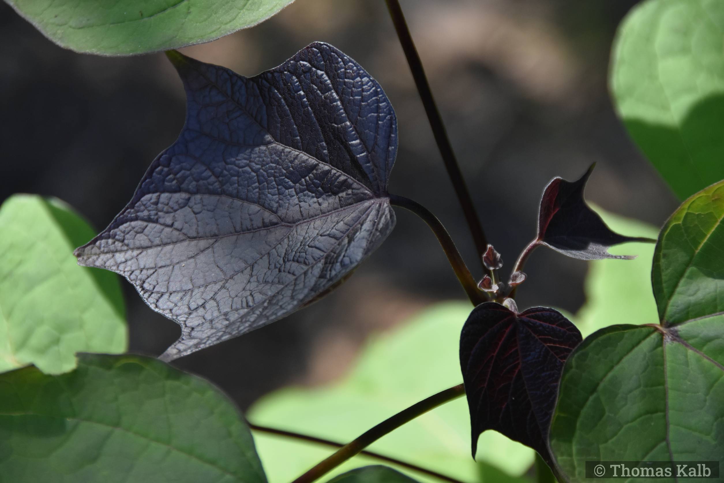 Catalpa erubens ‚Purpurea‘