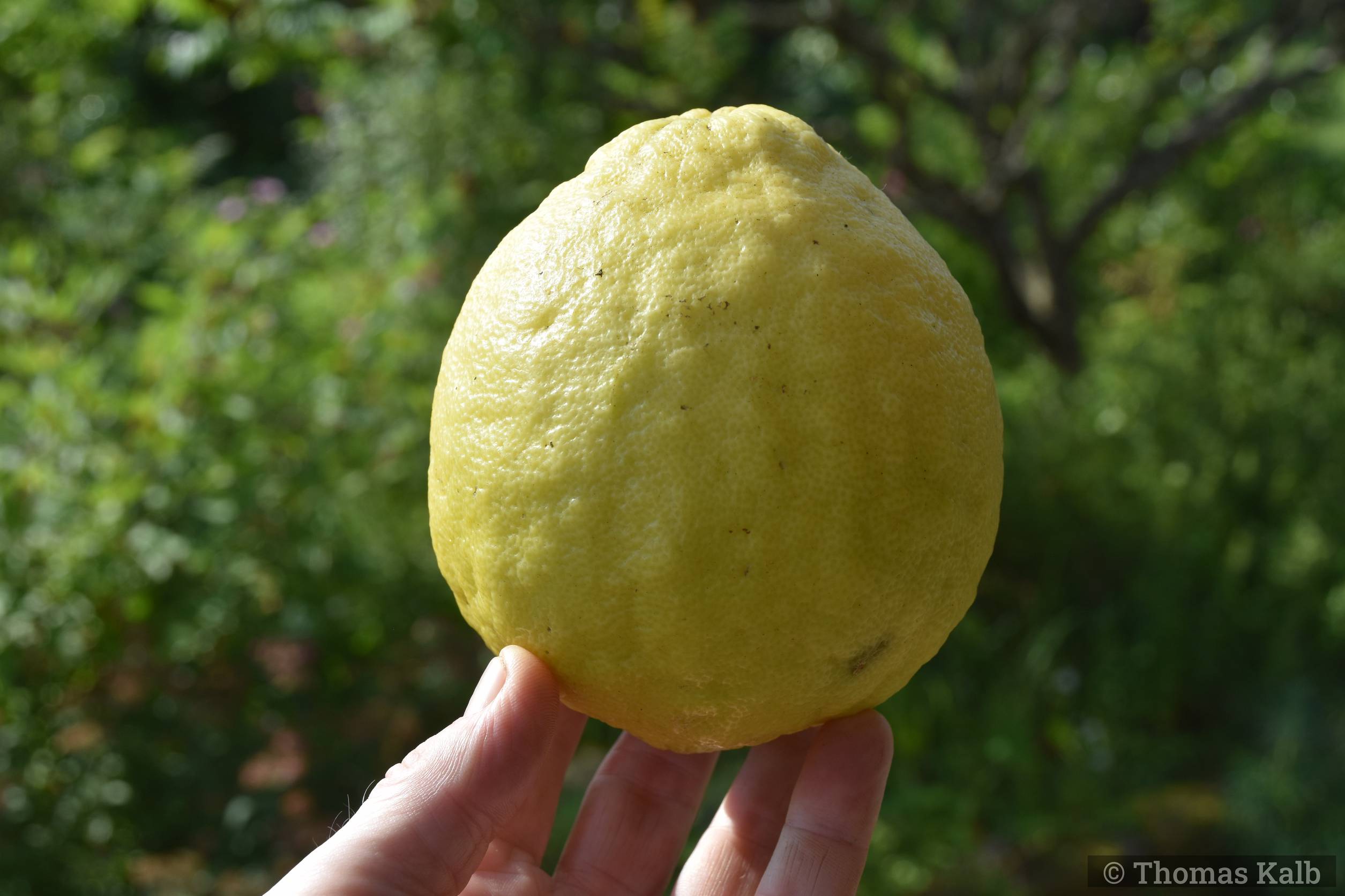 Citrus limon