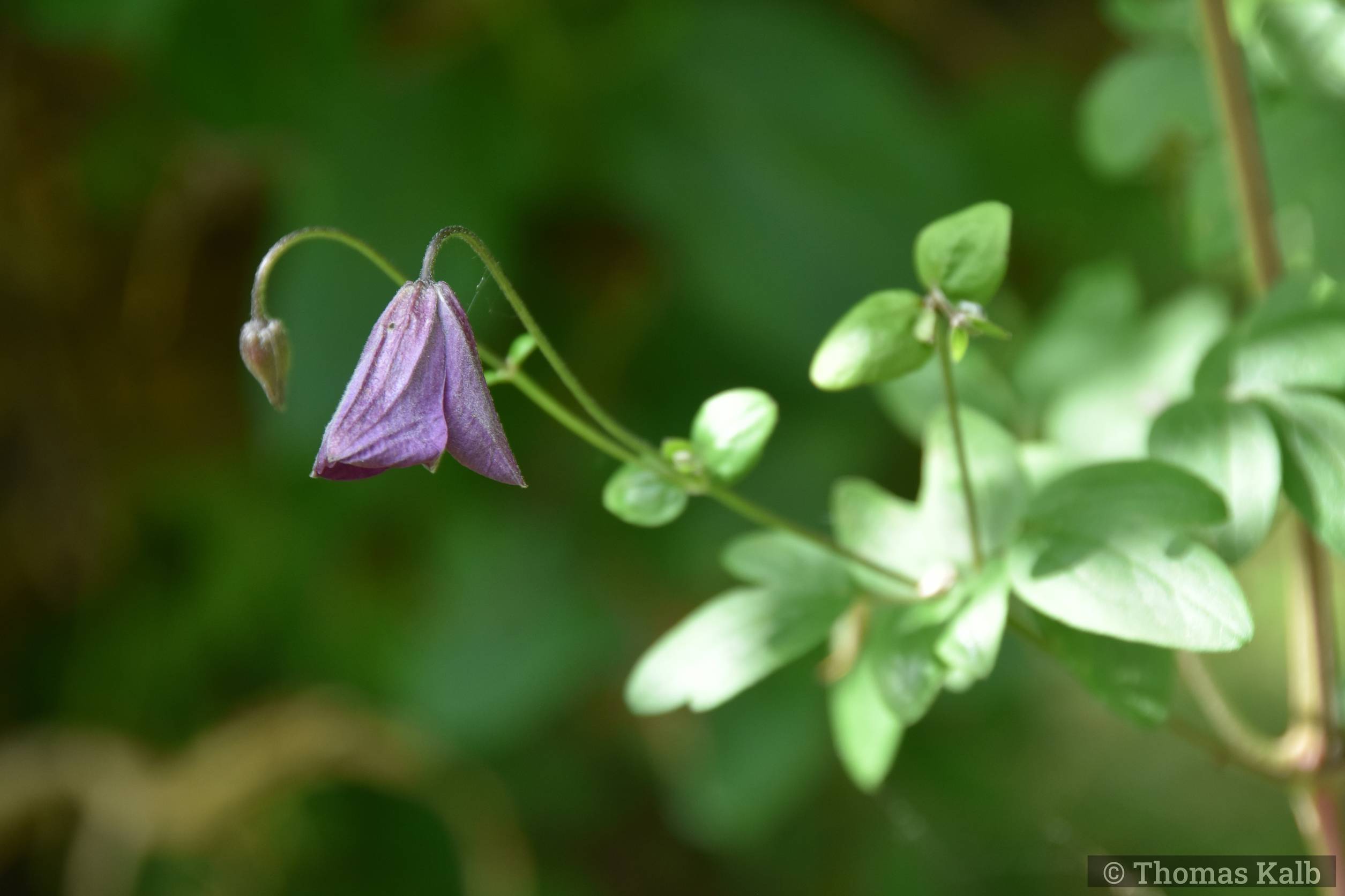 Clematis viticella