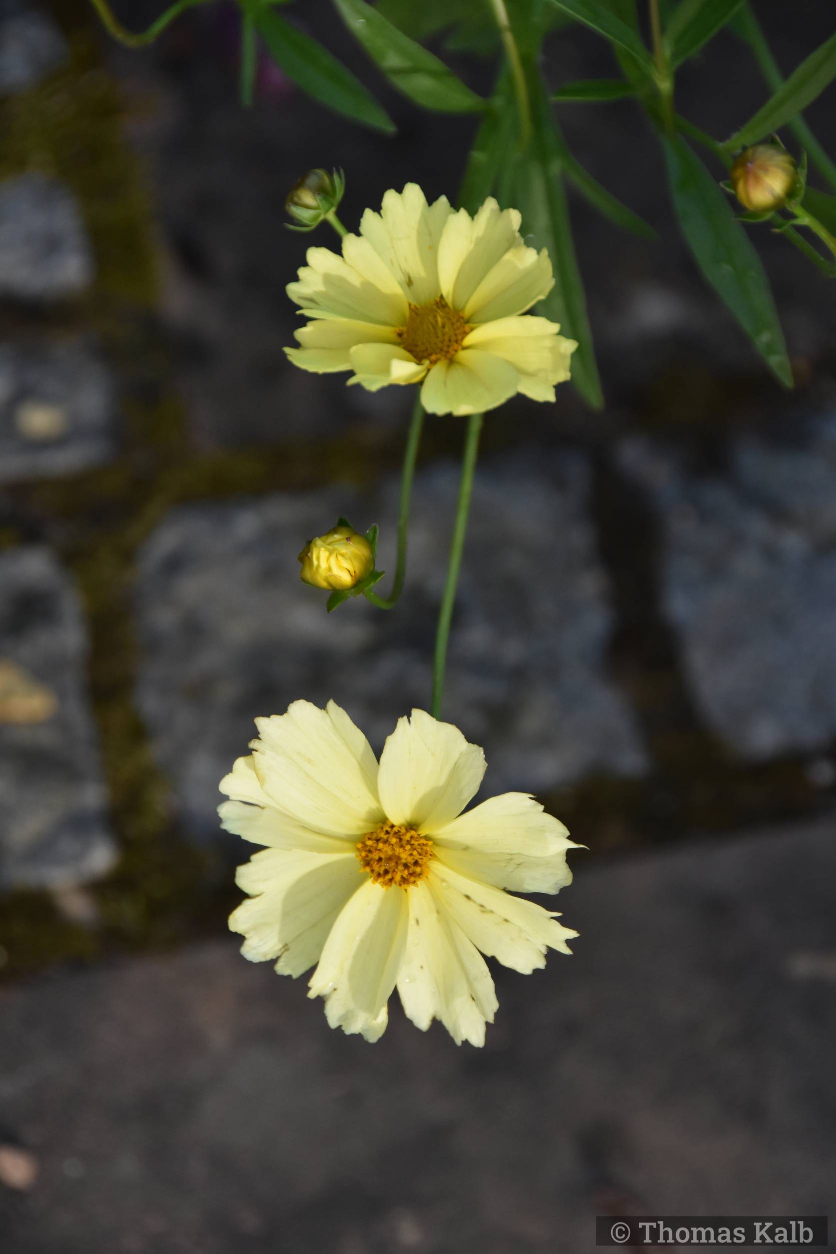 Coreopsis ’Full Moon’
