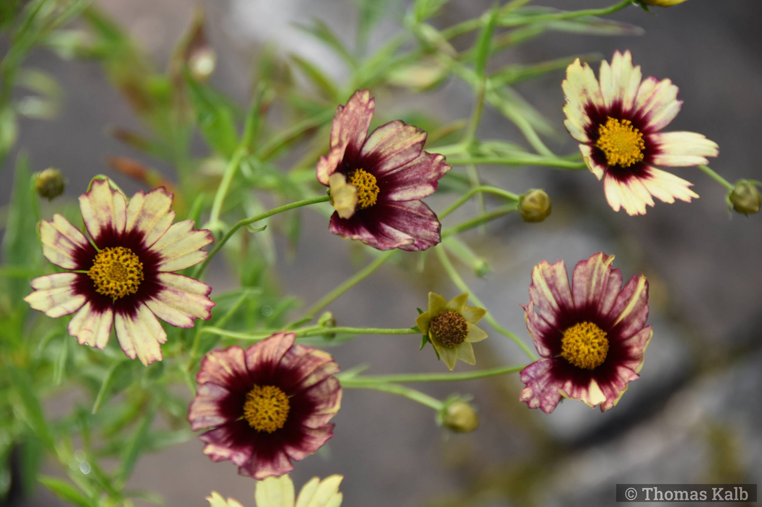 Coreopsis ‚Red Shift‘