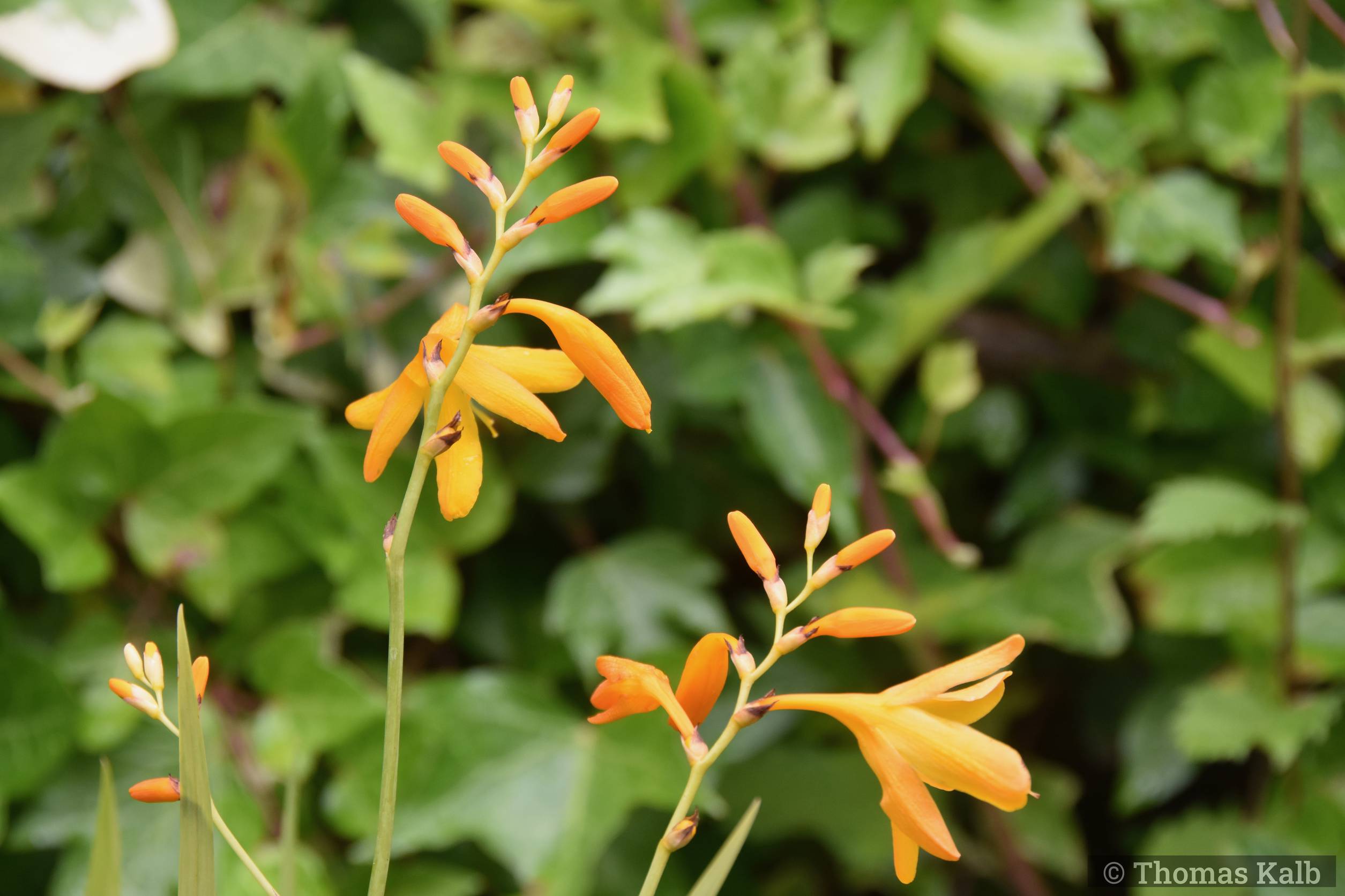 Crocosmia ‚George Davidson‘