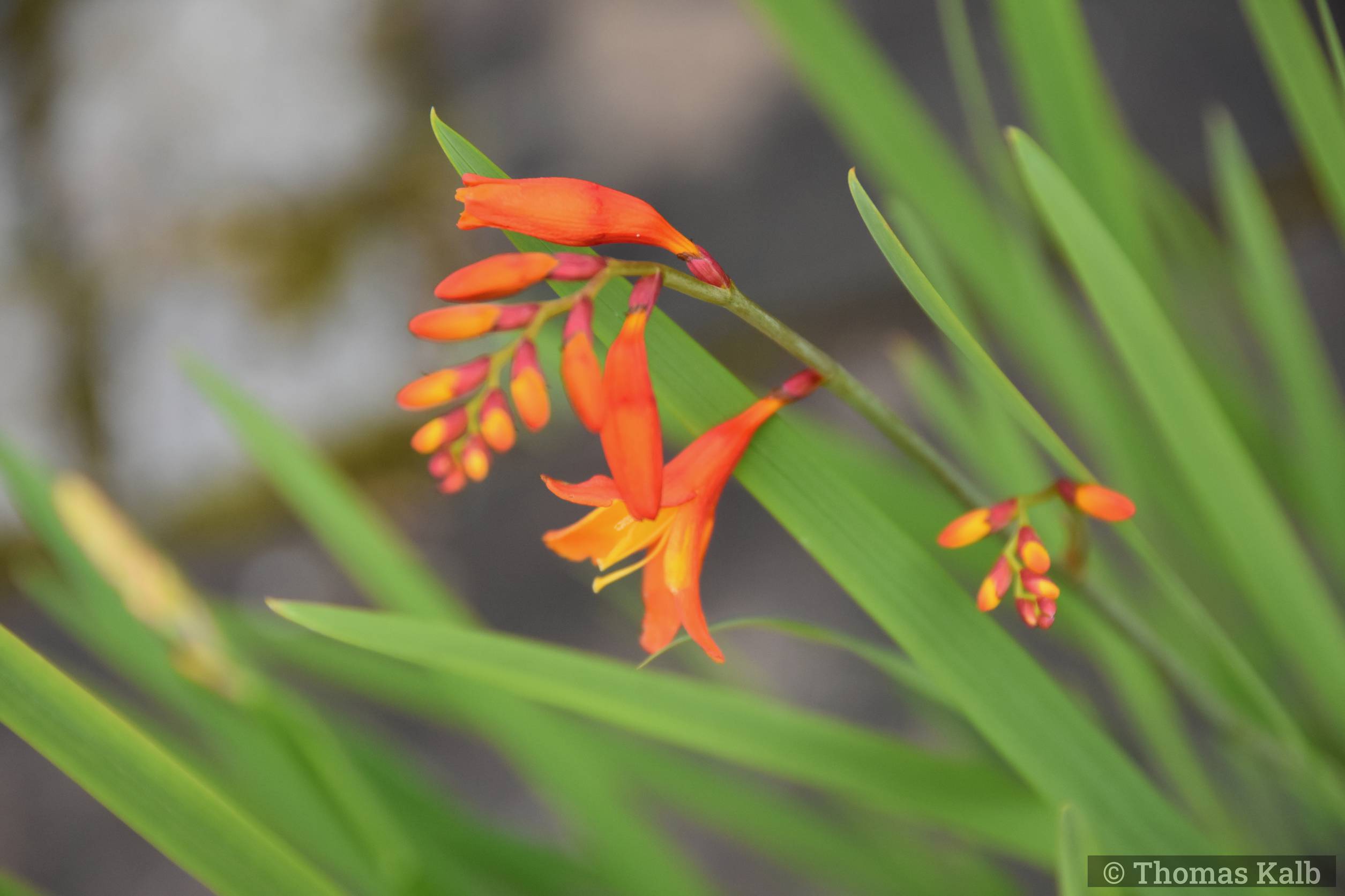 Crocosmia ‚Orange Pekoe‘