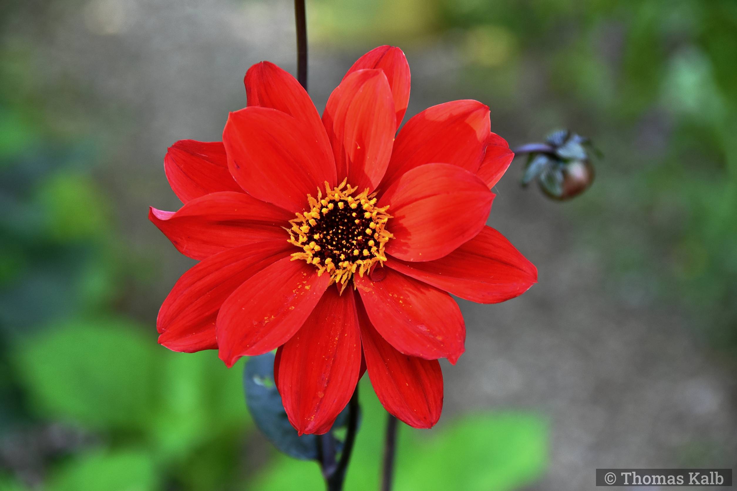 Dahlia ‚Bishop of Llandaff‘