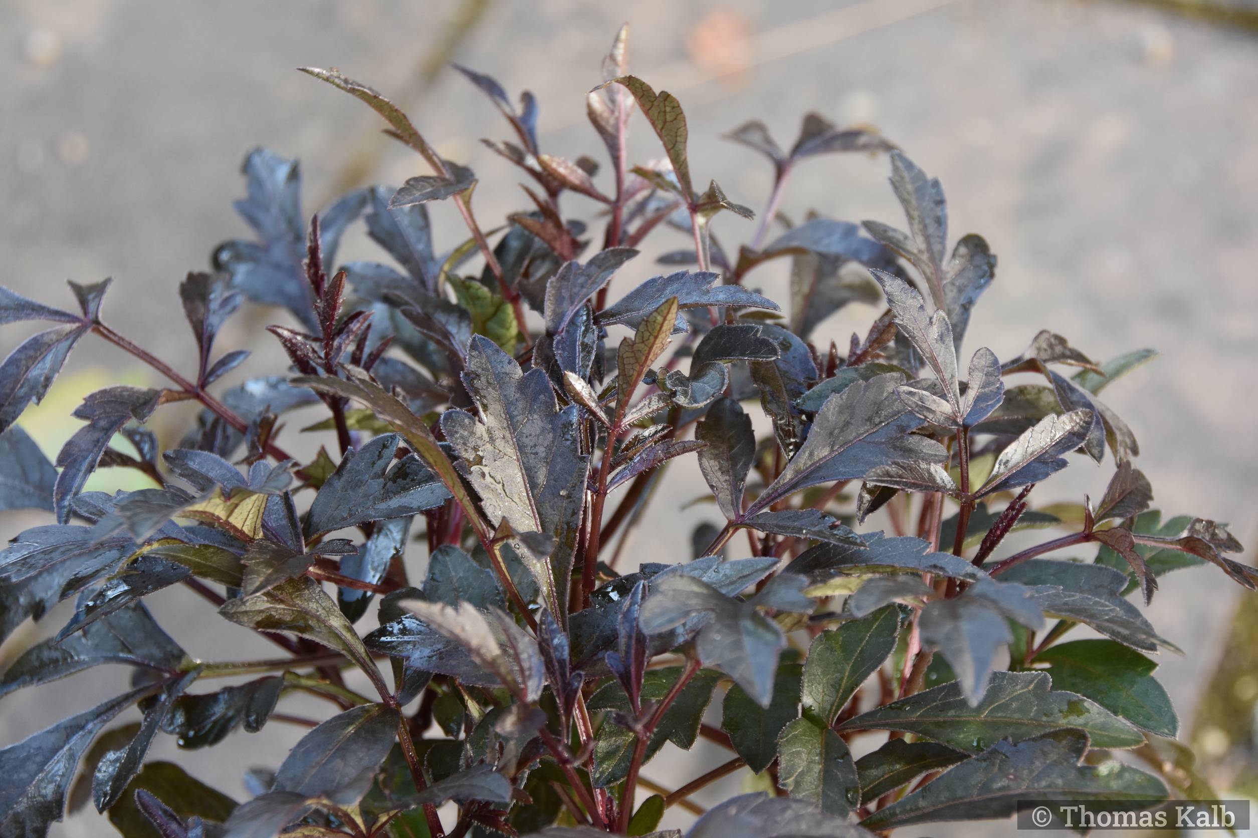 Dahlia ‚Mystic Enchantment‘