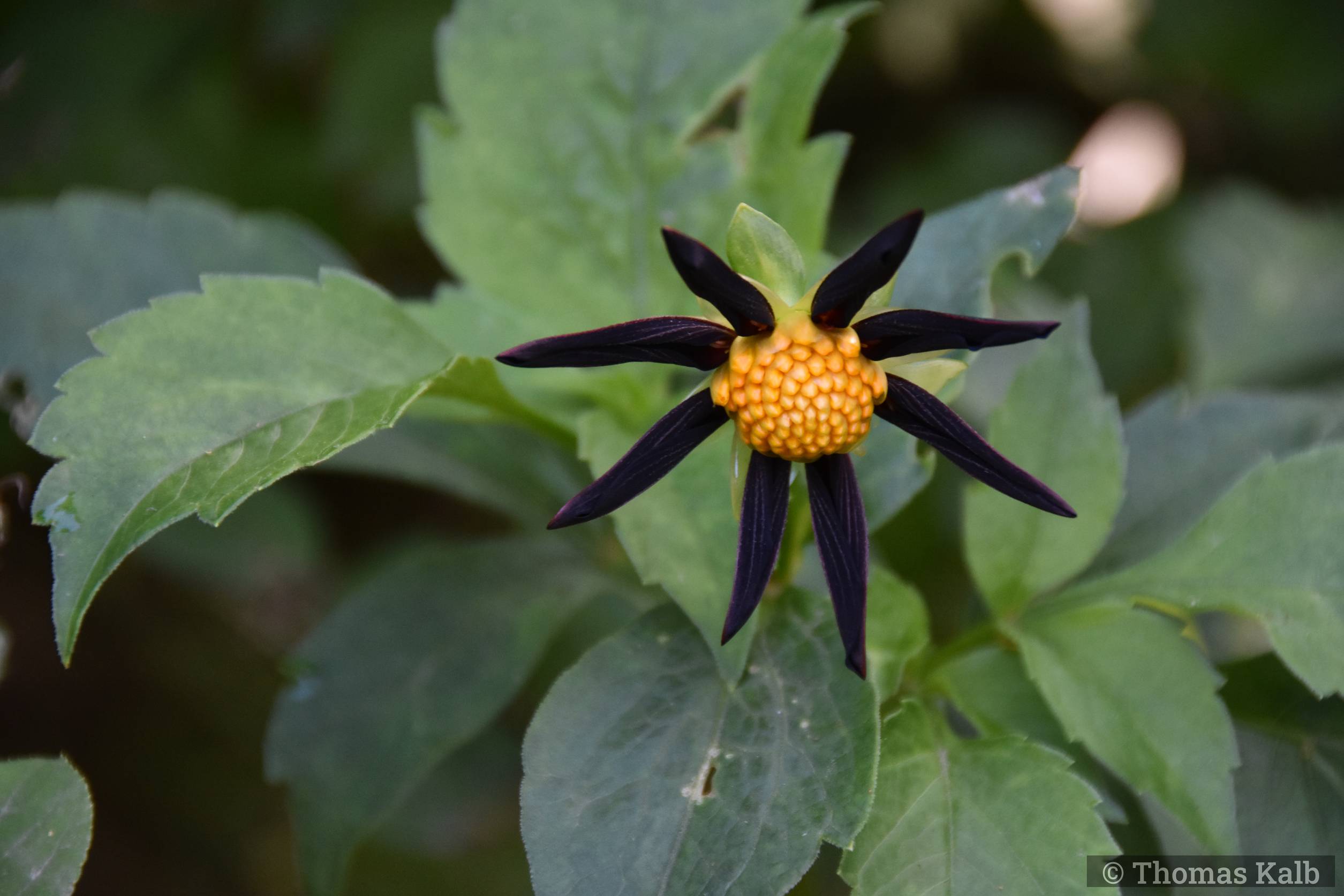 Dahlia ‚Verrone’s Obsidian‘