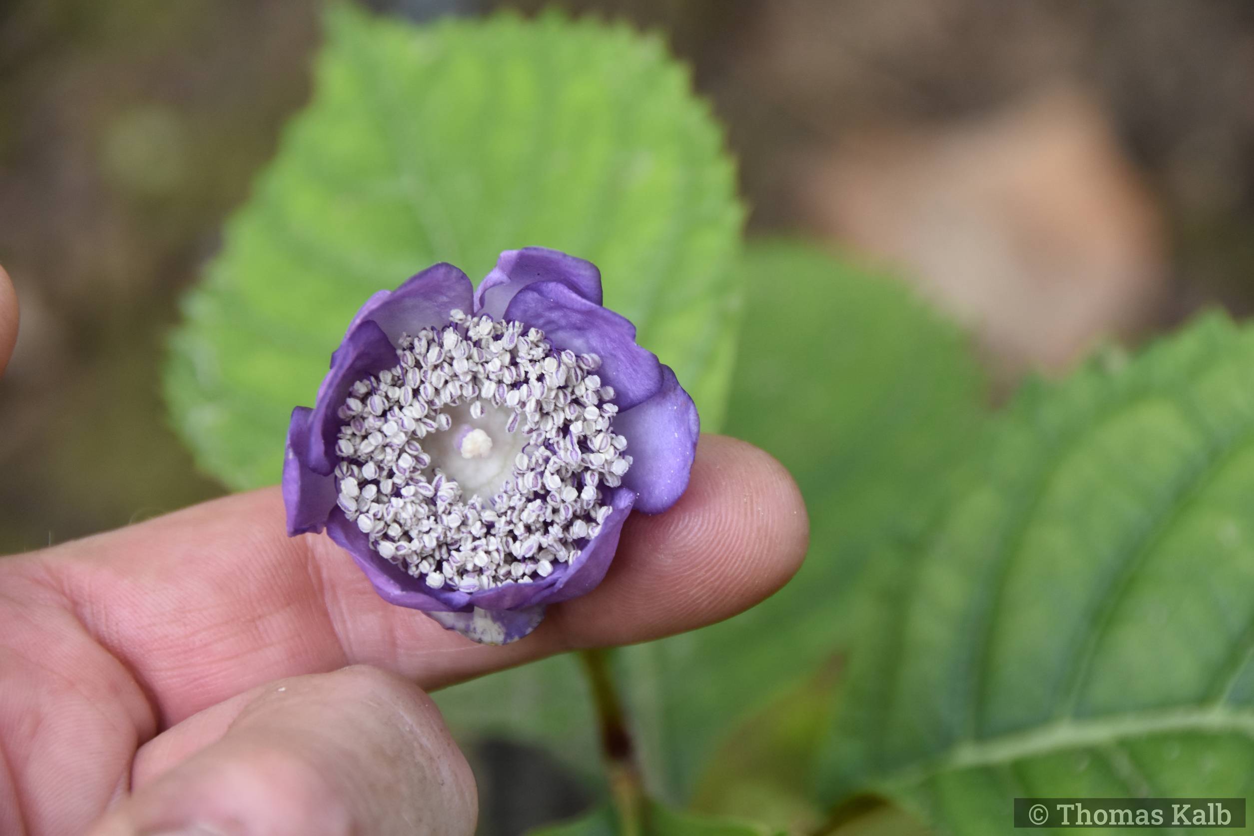 Deinanthe caerulea (DHH)