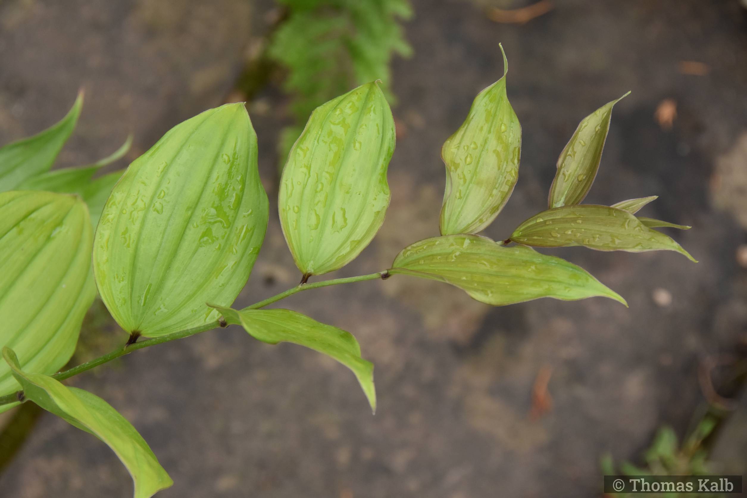 Disporum cantoniense ‚Green Giant‘ (KIR)