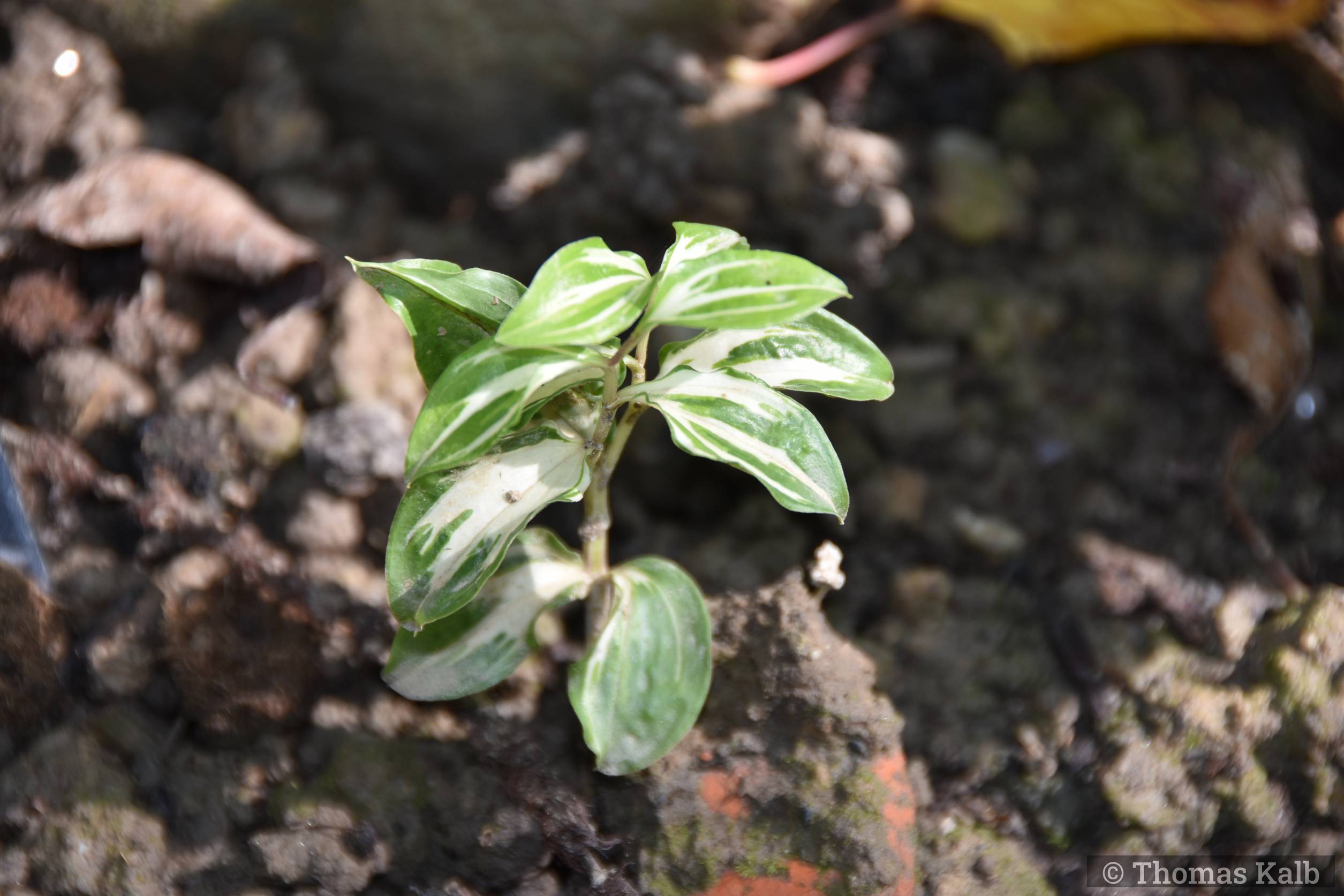Disporum cantoniense ‚Moonlight‘